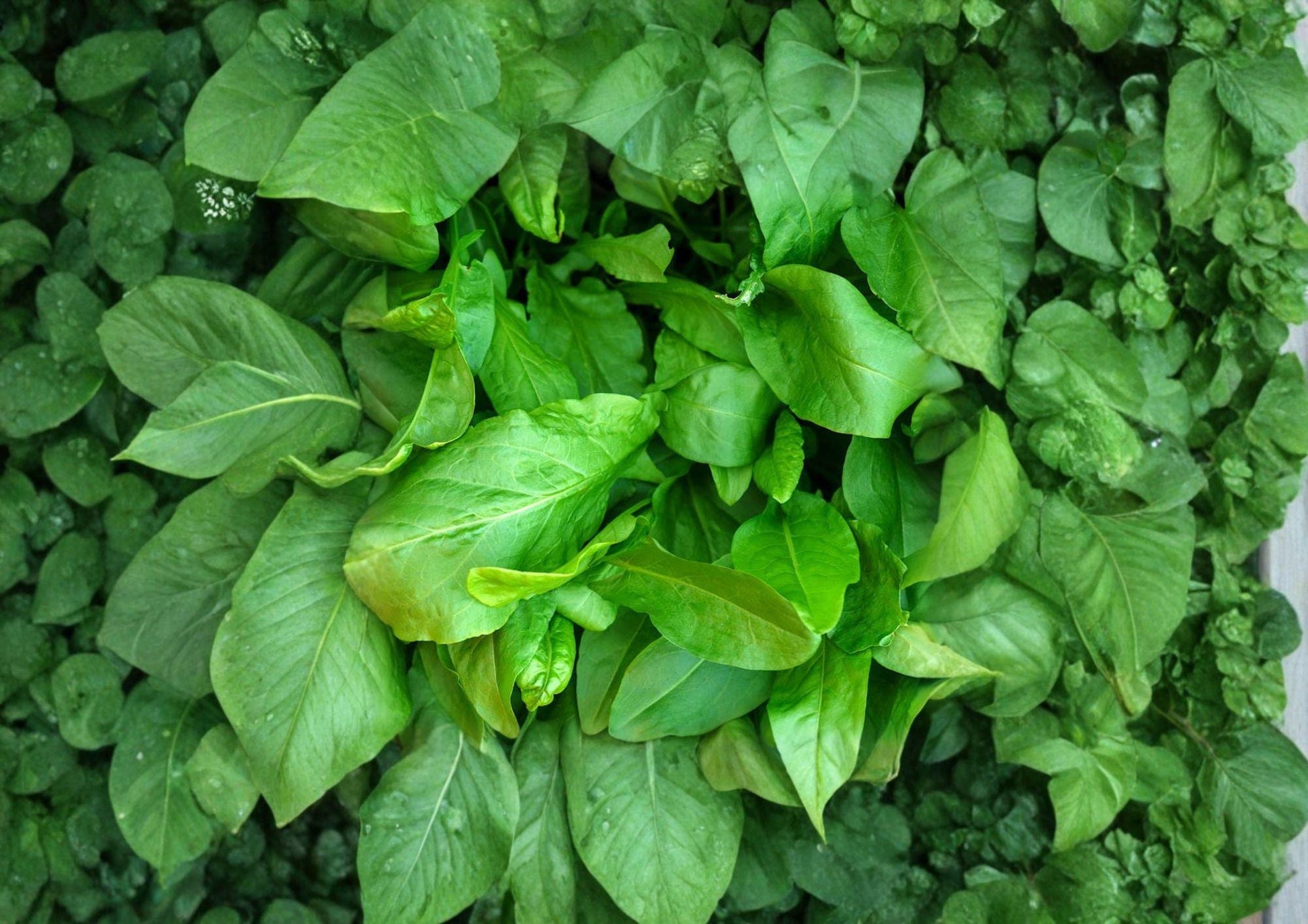 Large Leaf Sorrel Seeds - 600 Seeds - Hardy Culinary Herb Rumex Acetosa for Kitchen Gardens and Fresh Greens - Fast Growing