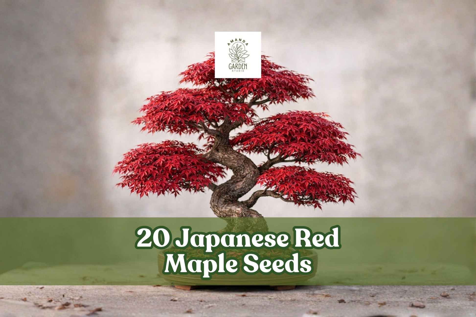 20 Japanese Red Maple Seeds - Acer palmatum - Ornamental Bonsai - Red Foliage - Well-Draining Soil - Cold Stratification Recommended