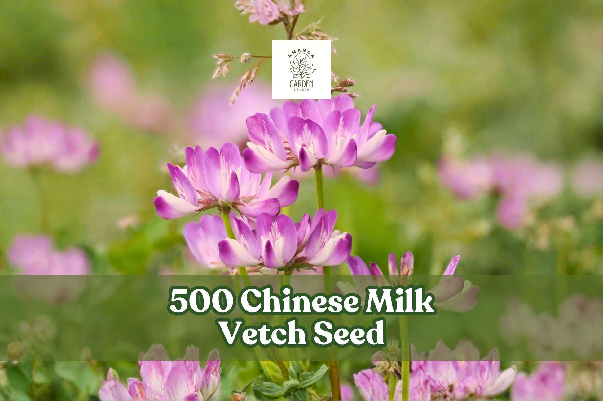 500 Chinese Milk Vetch Seeds - Pink-Purple Flowering Cover Crop - Astragalus sinicus - Versatile Garden Planting