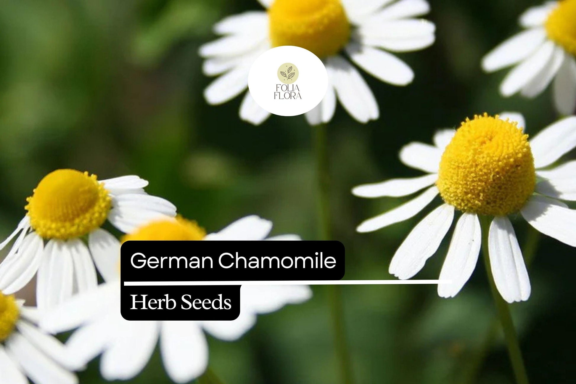 German Chamomile Seeds - 100 Matricaria recutita - Fragrant Daisy-Like Herb for Herb Gardens & Containers