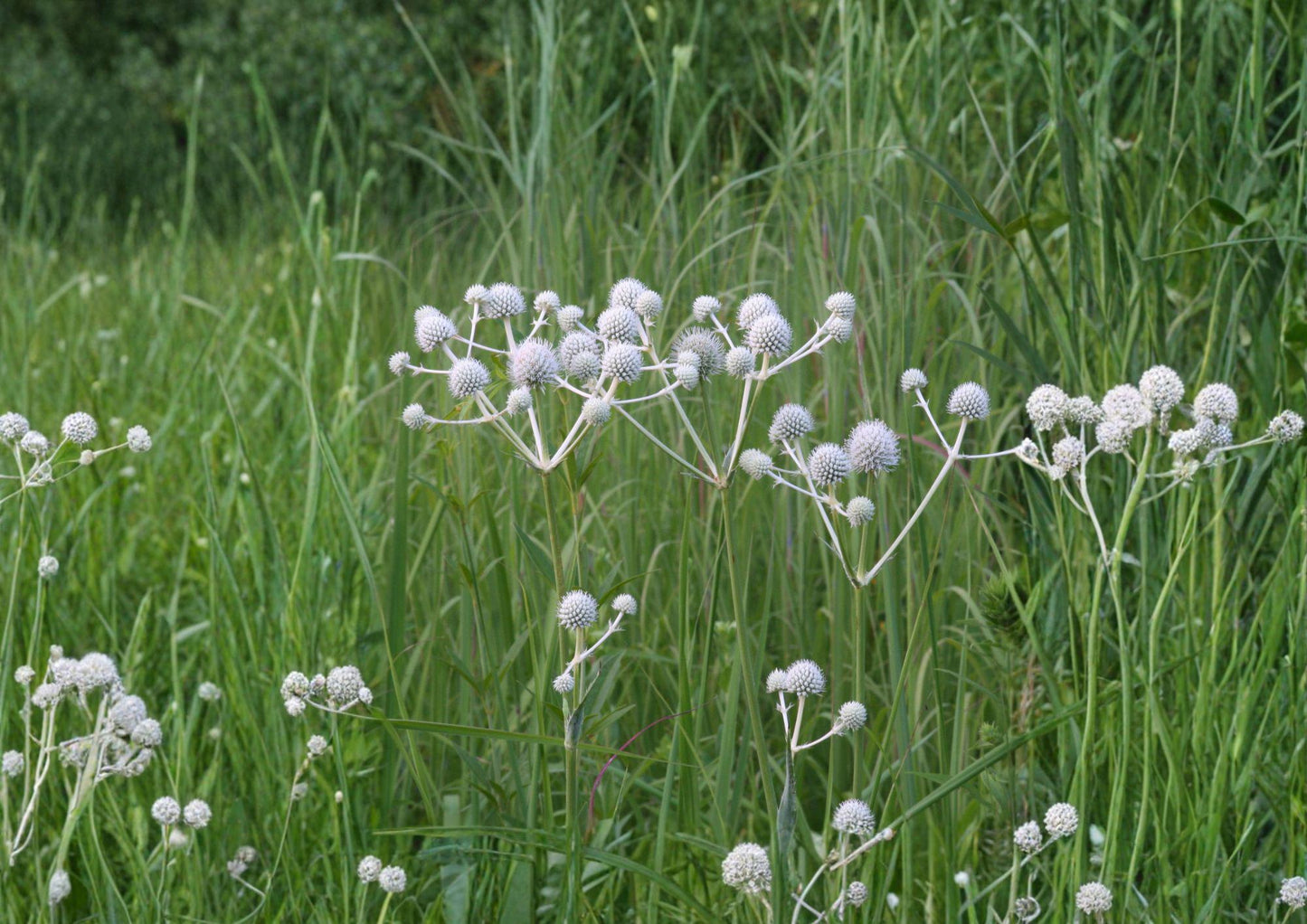 Eryngium Yuccifolium Seeds - 100 Native Prairie Flower Seeds, White Globe Blooms, Drought-Tolerant Perennial