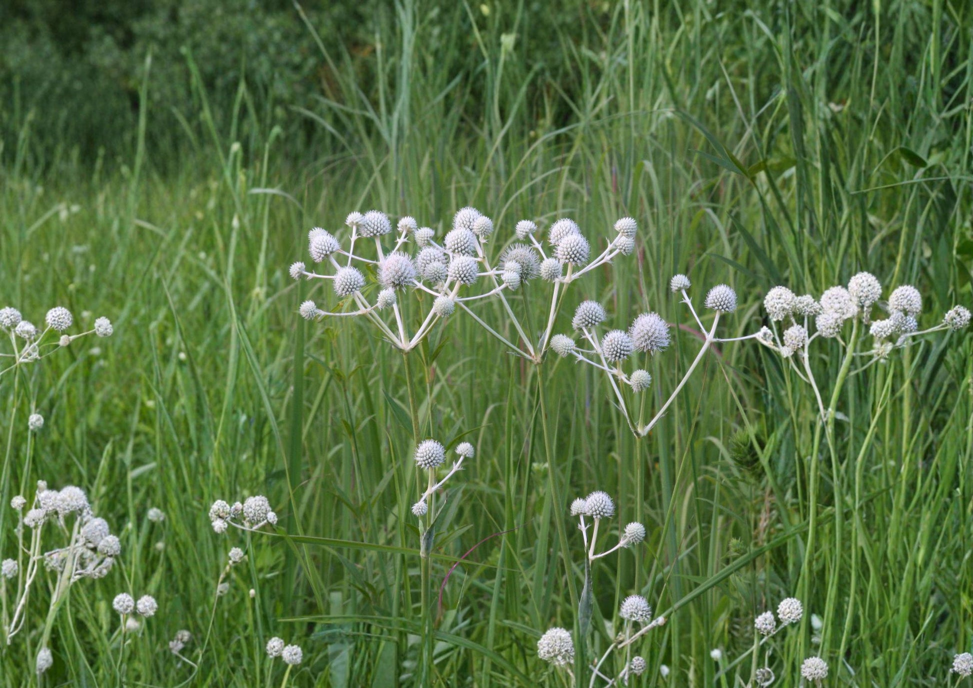 Eryngium Yuccifolium Seeds - 100 Native Prairie Flower Seeds, White Globe Blooms, Drought-Tolerant Perennial