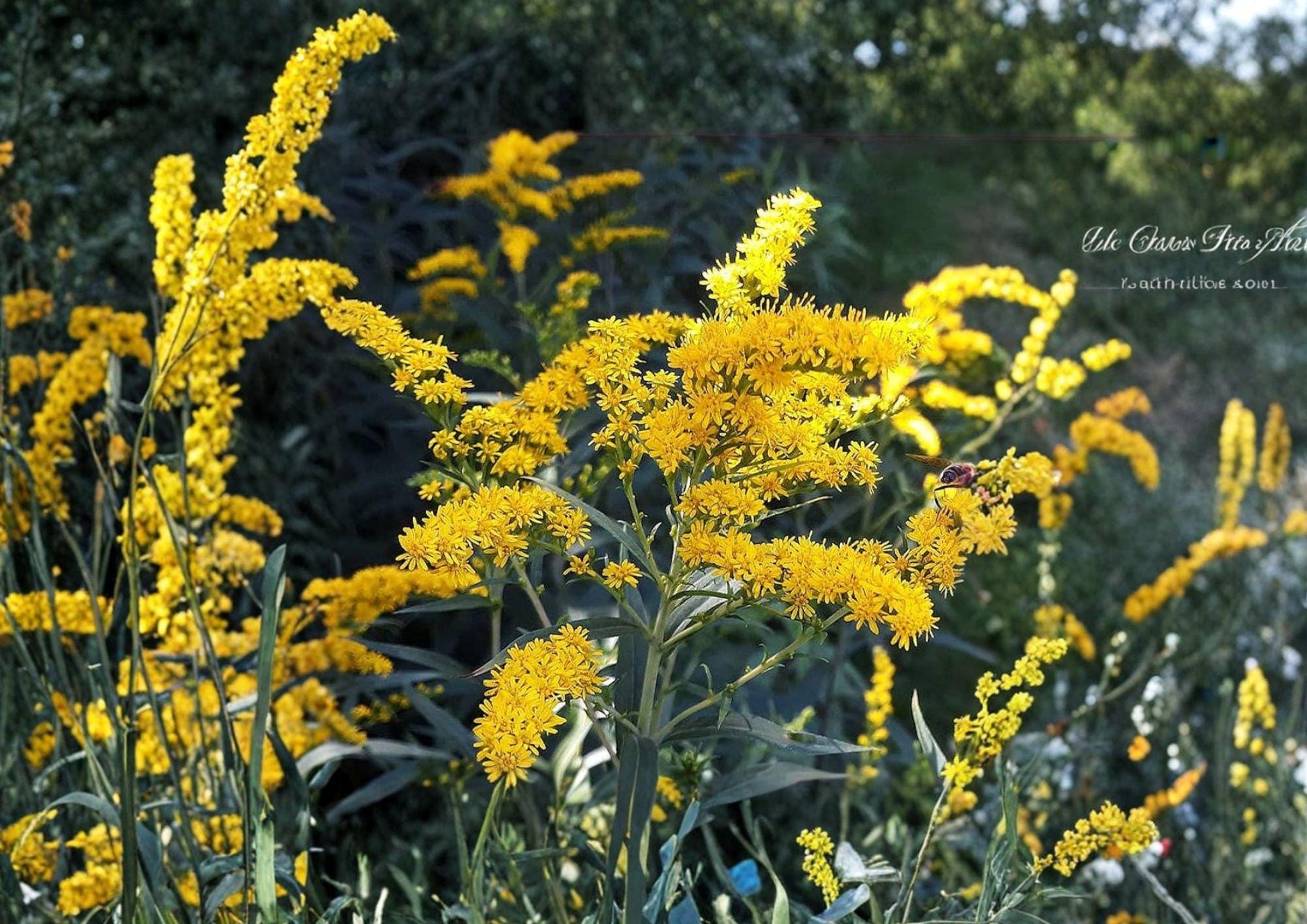 Goldenrod Seeds - 500 Non-GMO Native Wildflower Seeds for Yellow Fall Blooms - Solidago juncea