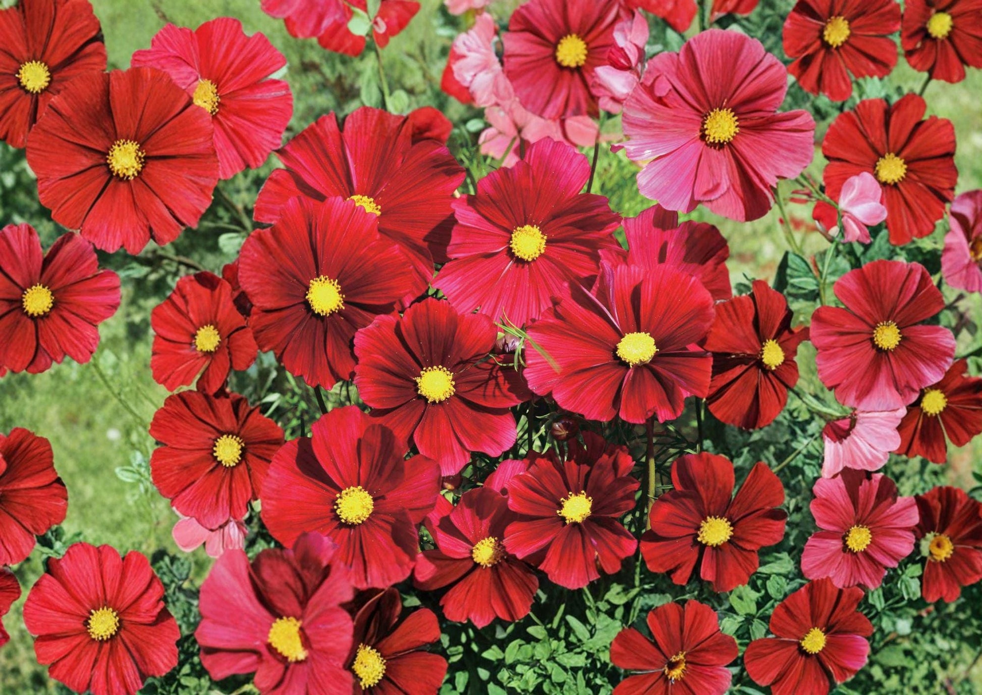 Cosmos Dazzler Seeds – 100 Pink Annual Flower Seeds for Garden – Cosmos bipinnatus