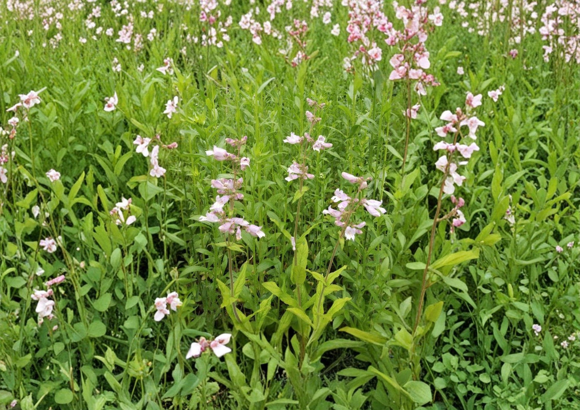 Canyon Beardtongue Seeds - Pink Tubular Wildflower - Penstemon angustifolius - 50 Seeds for Native Garden