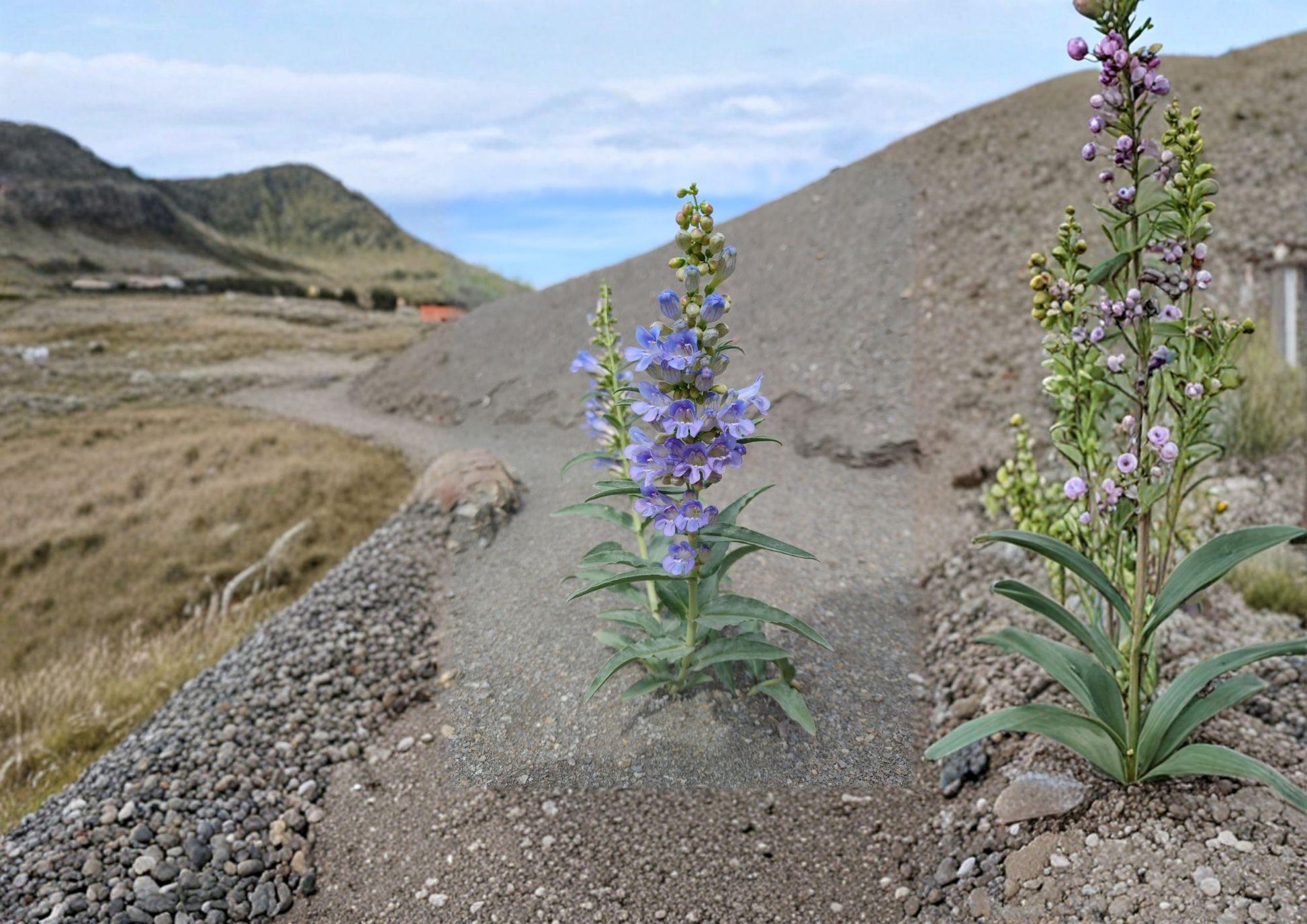 Penstemon Glaber Seeds - 50 Alpine Native Blue Flower Seeds - Easy to Grow Perennials, Penstemon glaber
