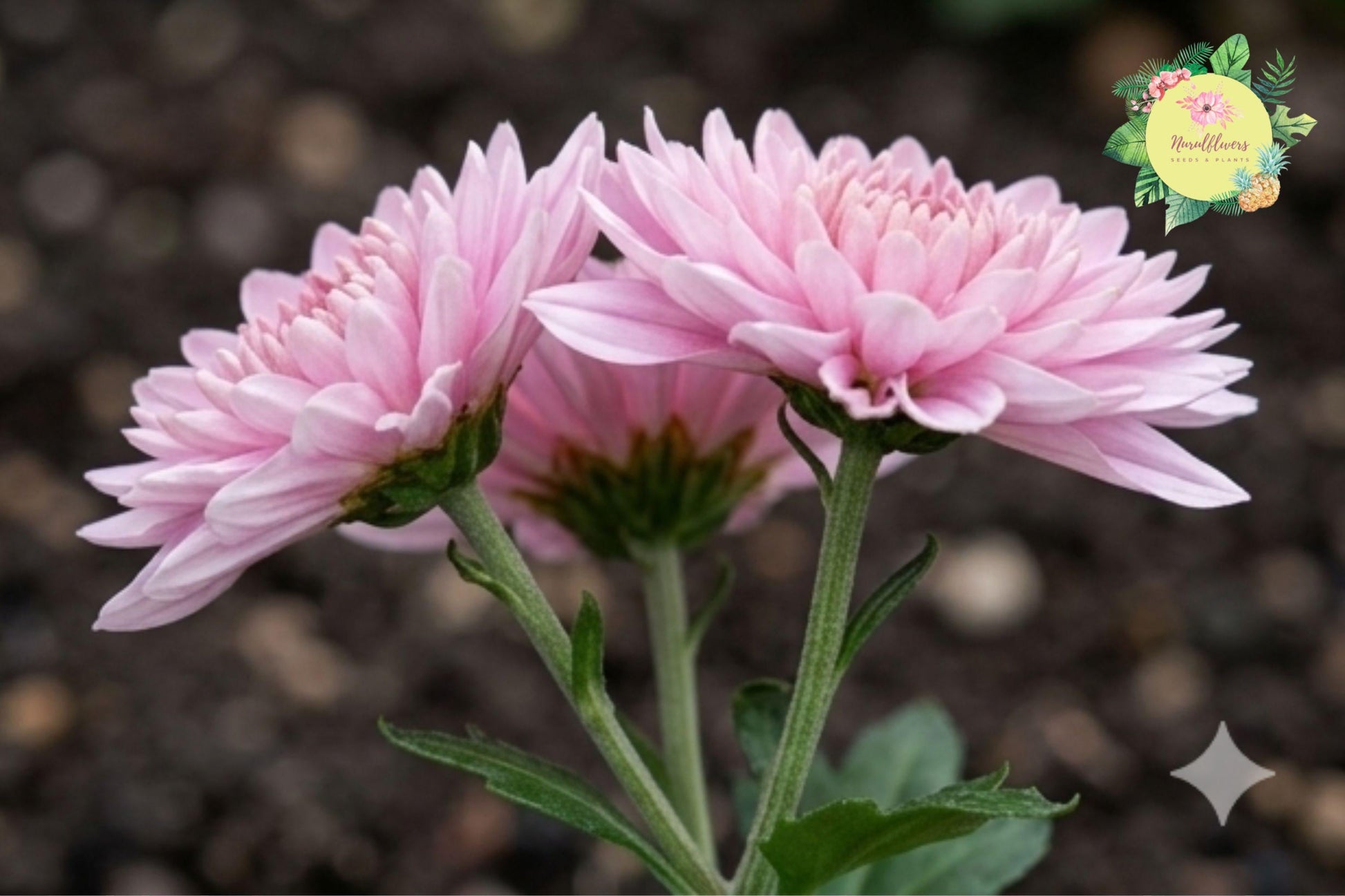 Light Pink Mum Chrysanthemum Seeds - 500 Premium Seeds, Chrysanthemum morifolium, Non-GMO, Easy to Grow, Attracts Pollinators