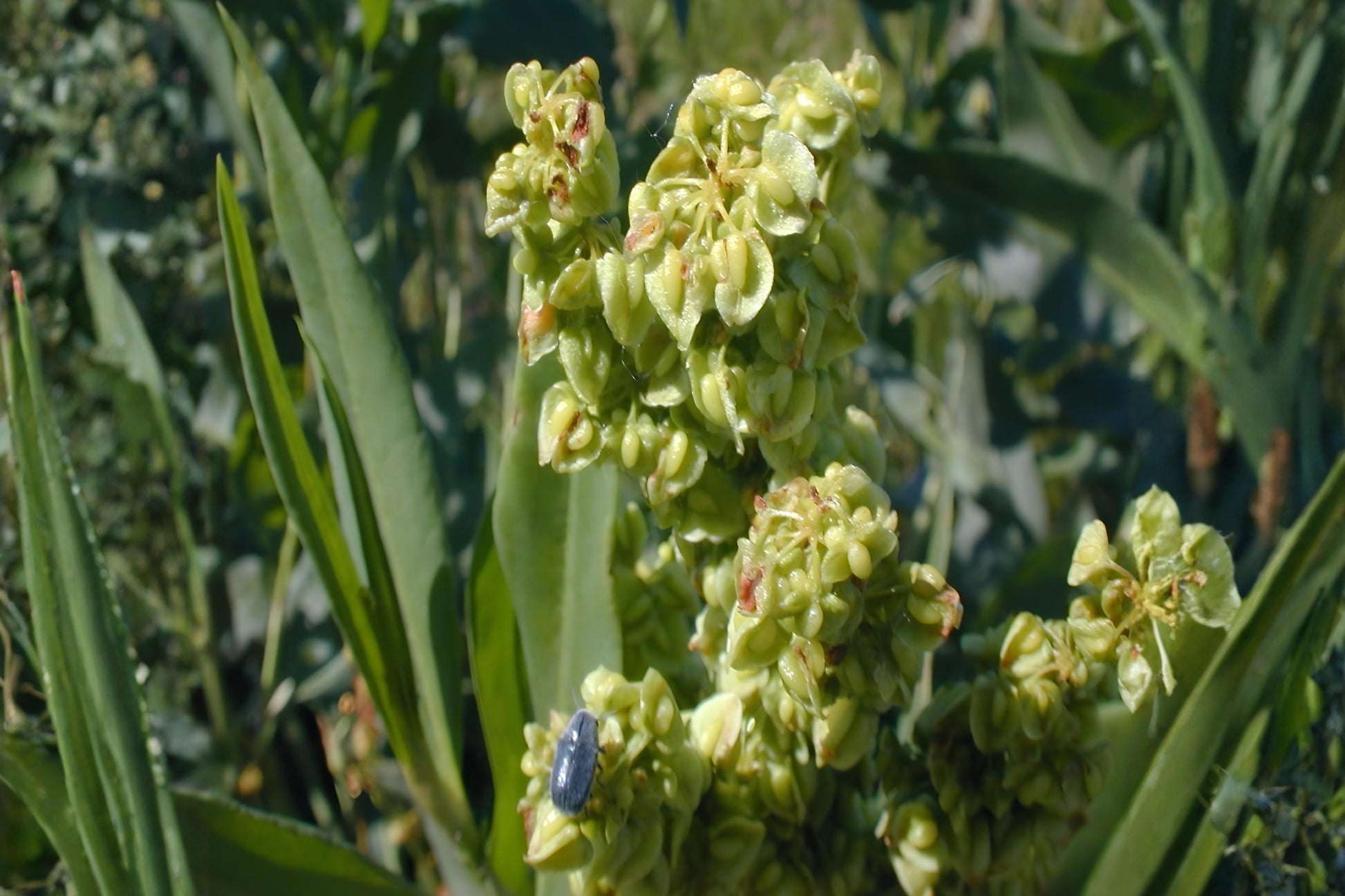 Pale Dock Seeds (100) | Hardy Native Plant with Green Flower Spikes | Rumex altissimus