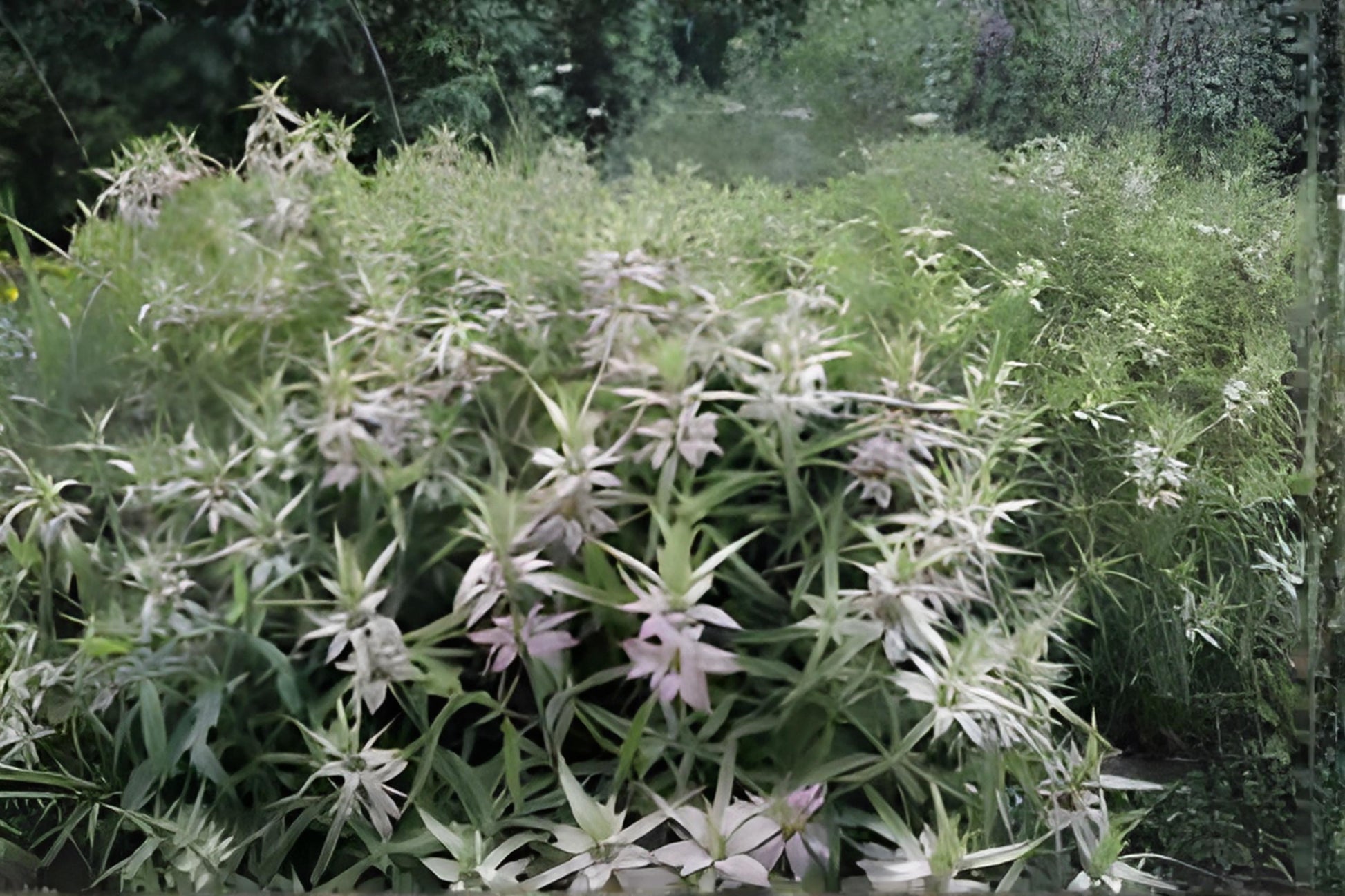 Spotted Bee Balm Seeds (100) | Monarda punctata | Drought Tolerant Native Wildflower for Pollinators and Prairie Gardens