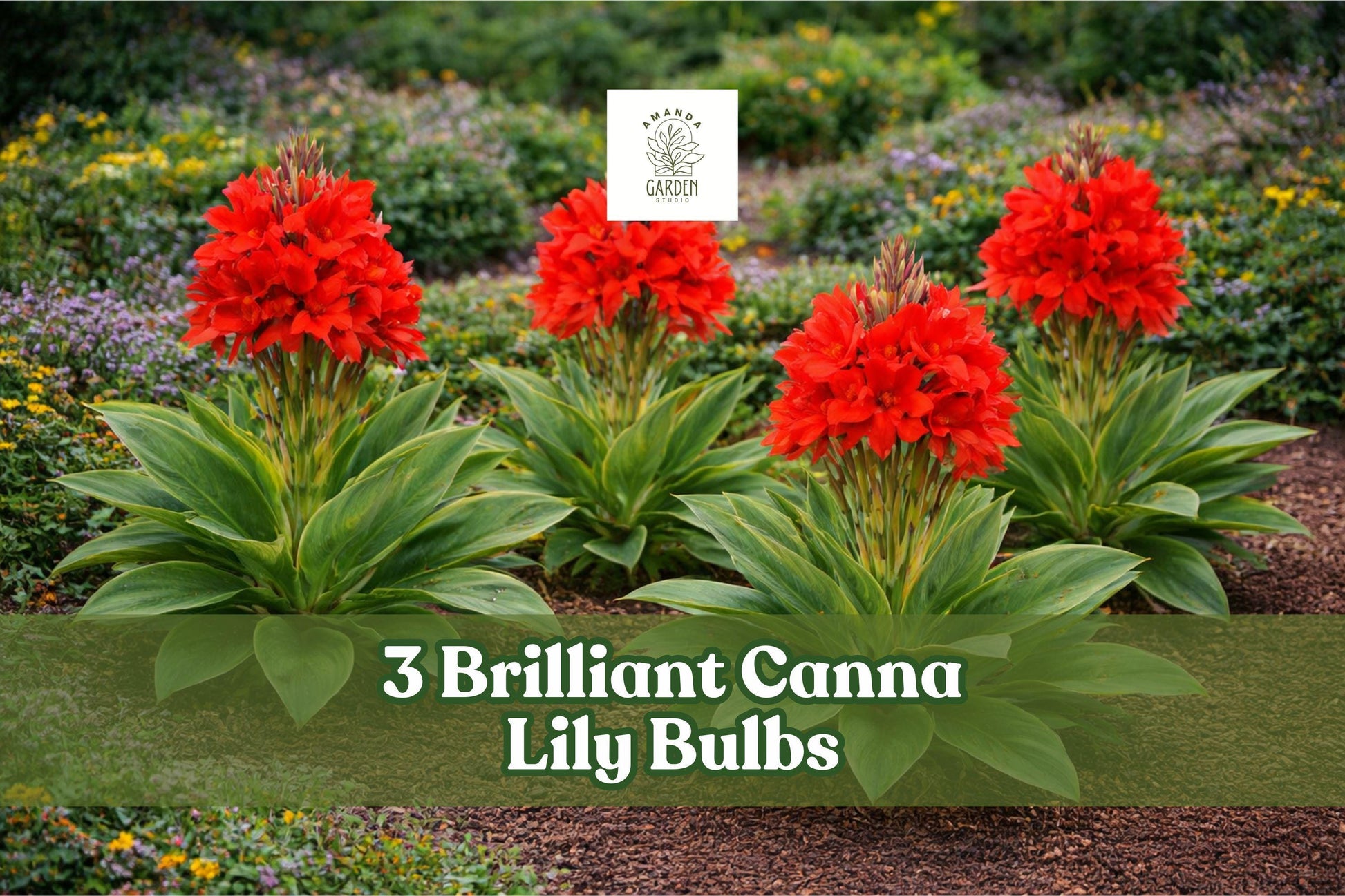 Brilliant Canna Lily Bulbs (3 Pack) - Red-Orange Tropical Flower, Canna indica – Easy to Grow for Garden Beds & Containers