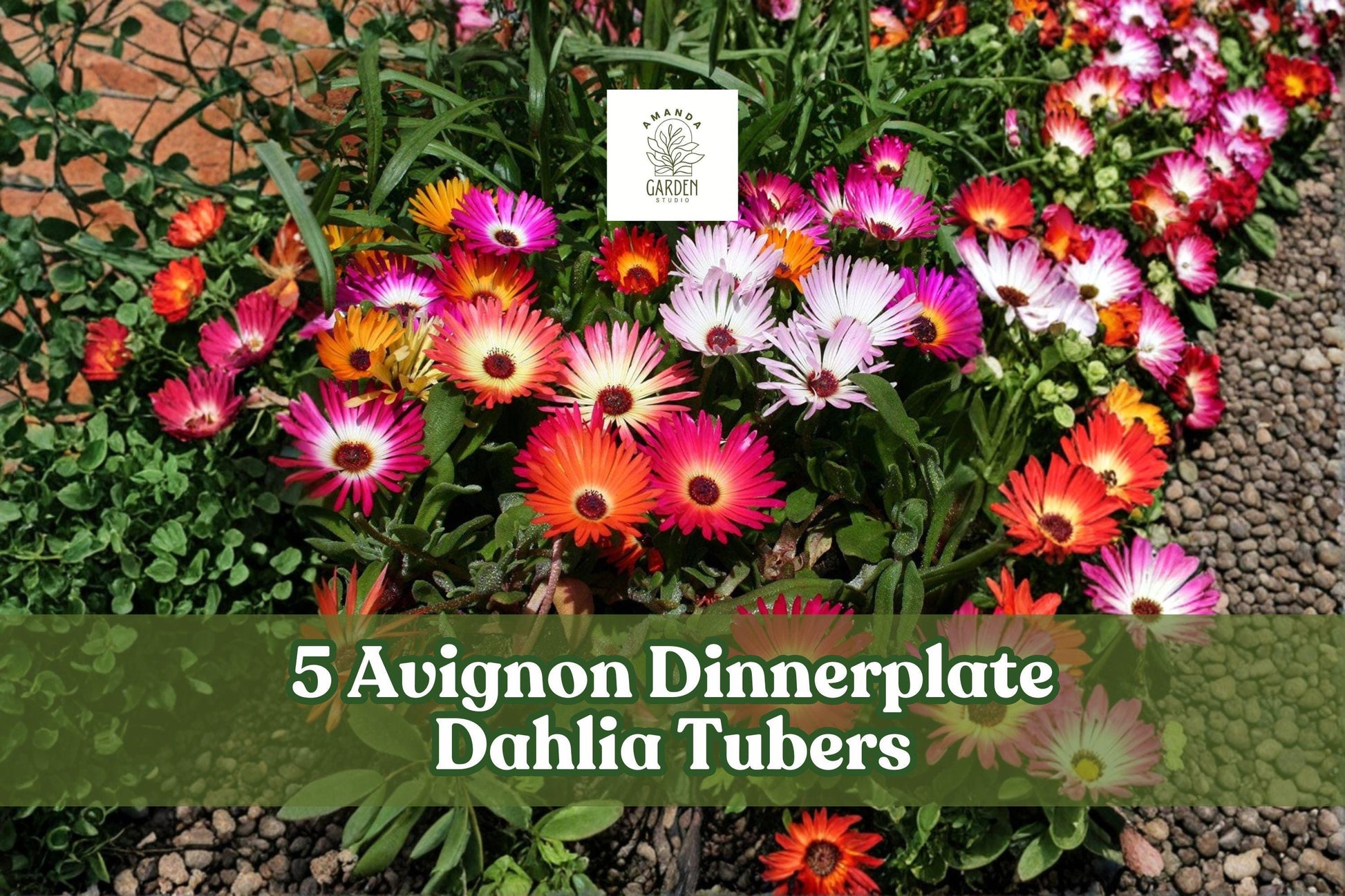 Ice Plant Mix Seeds - 100+ Colorful Groundcover Flower Seeds (Dorotheanthus bellidiformis) - Pink, Red, Yellow, Orange, White