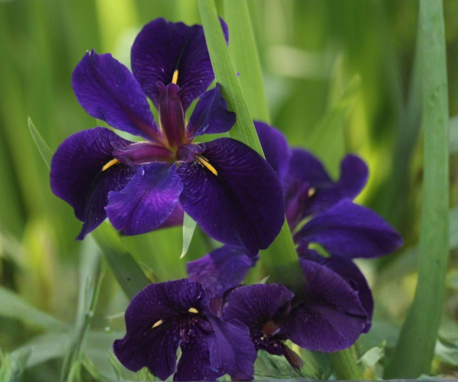 Full Eclipse Louisiana Iris Plant – Hardy Aquatic Marginal Flower – Deep Purple with Yellow Center – Iris fulva