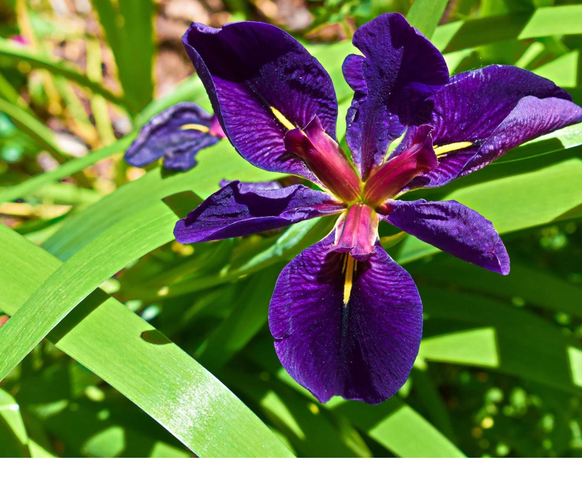 Live Louisiana Iris 'Black Gamecock' – Hardy Purple Aquatic Marginal Pond Plant – Scientific Name: Iris hexagona
