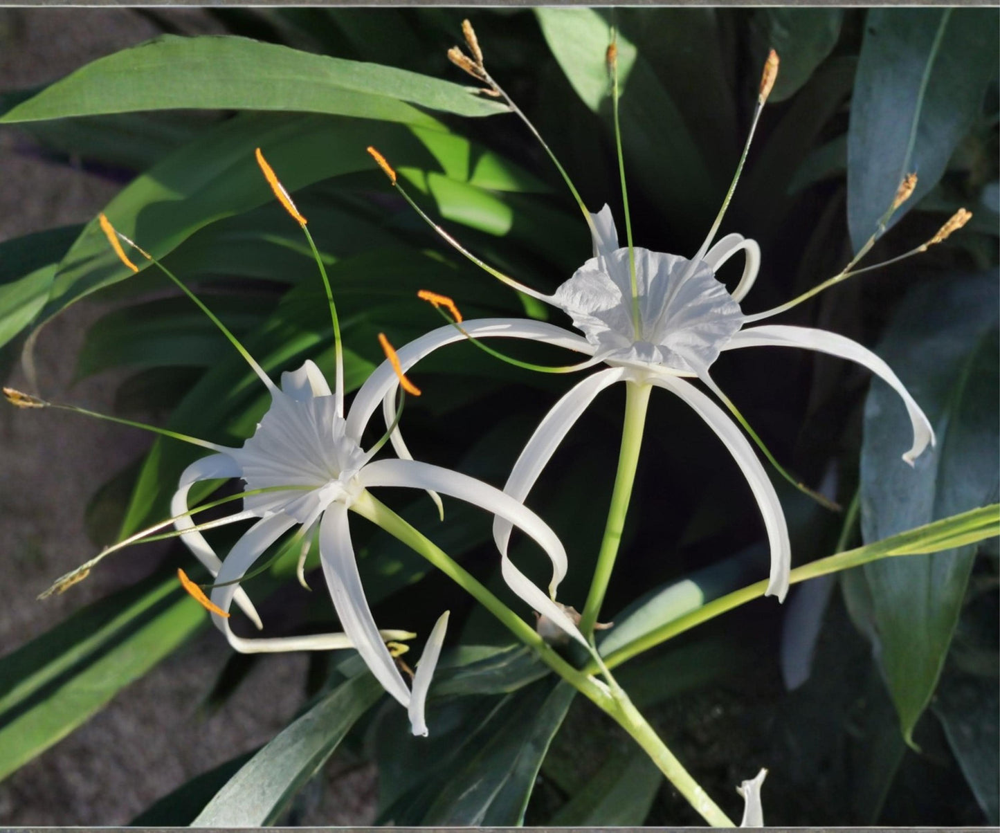 Spider Lily Pond Plant - 2" Pot - White Aquatic Flower - Hymenocallis latifolia - Tropical Marginal Bog Plant for Water Gardens