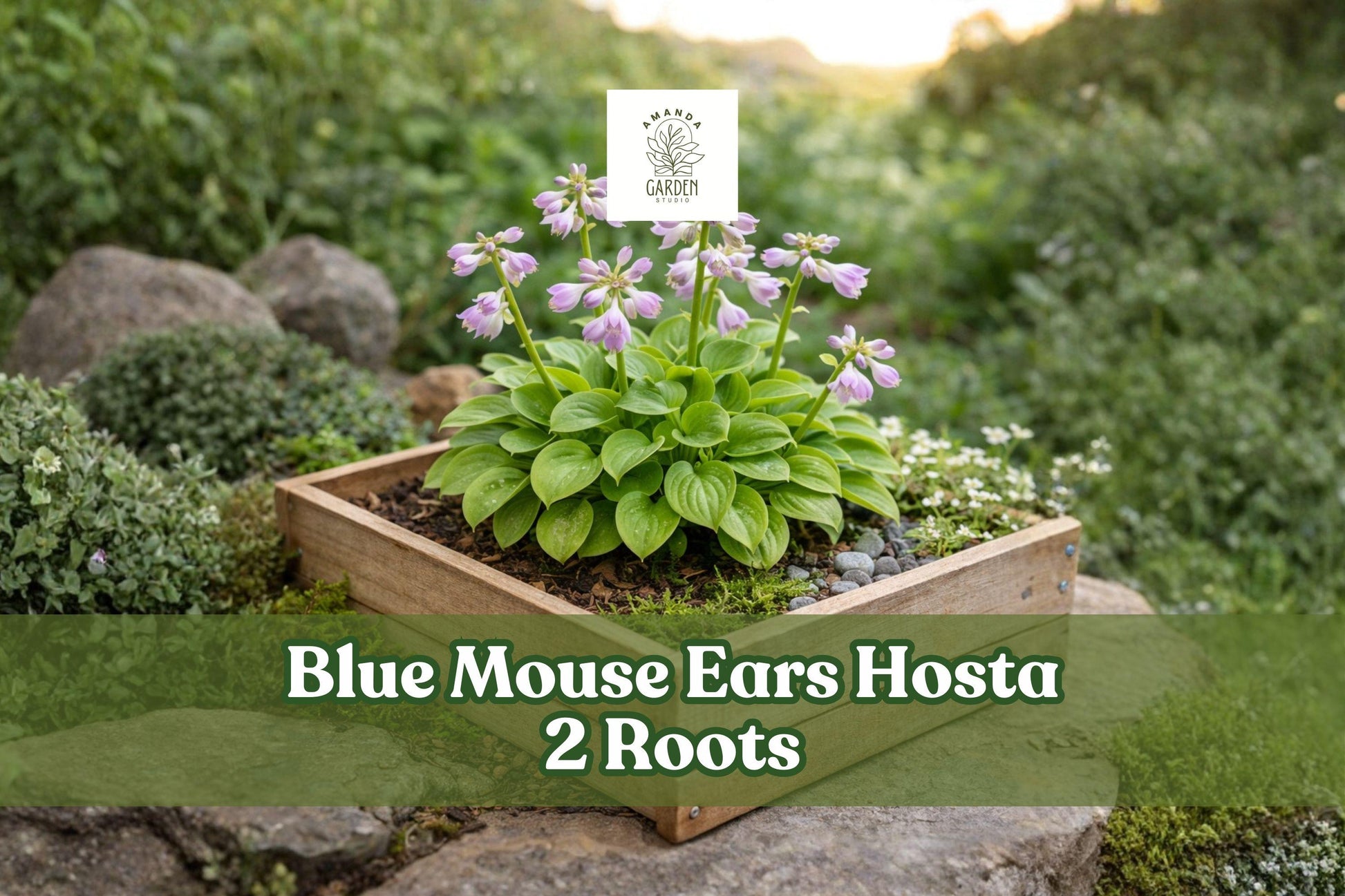 Blue Mouse Ears Hosta - 2 Dormant Bare Roots - Mini Blue Shade Plant - Hosta ‘Blue Mouse Ears’ - Compact Perennial for Shade Gardens