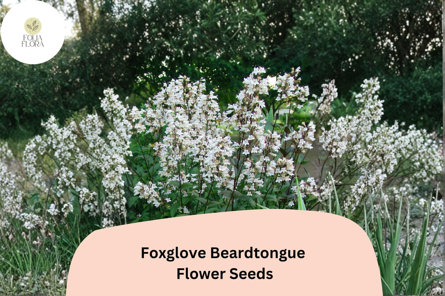 Foxglove Beardtongue Seeds - 100 Count - White Wildflower - Penstemon digitalis - Native Perennial for Pollinator Gardens