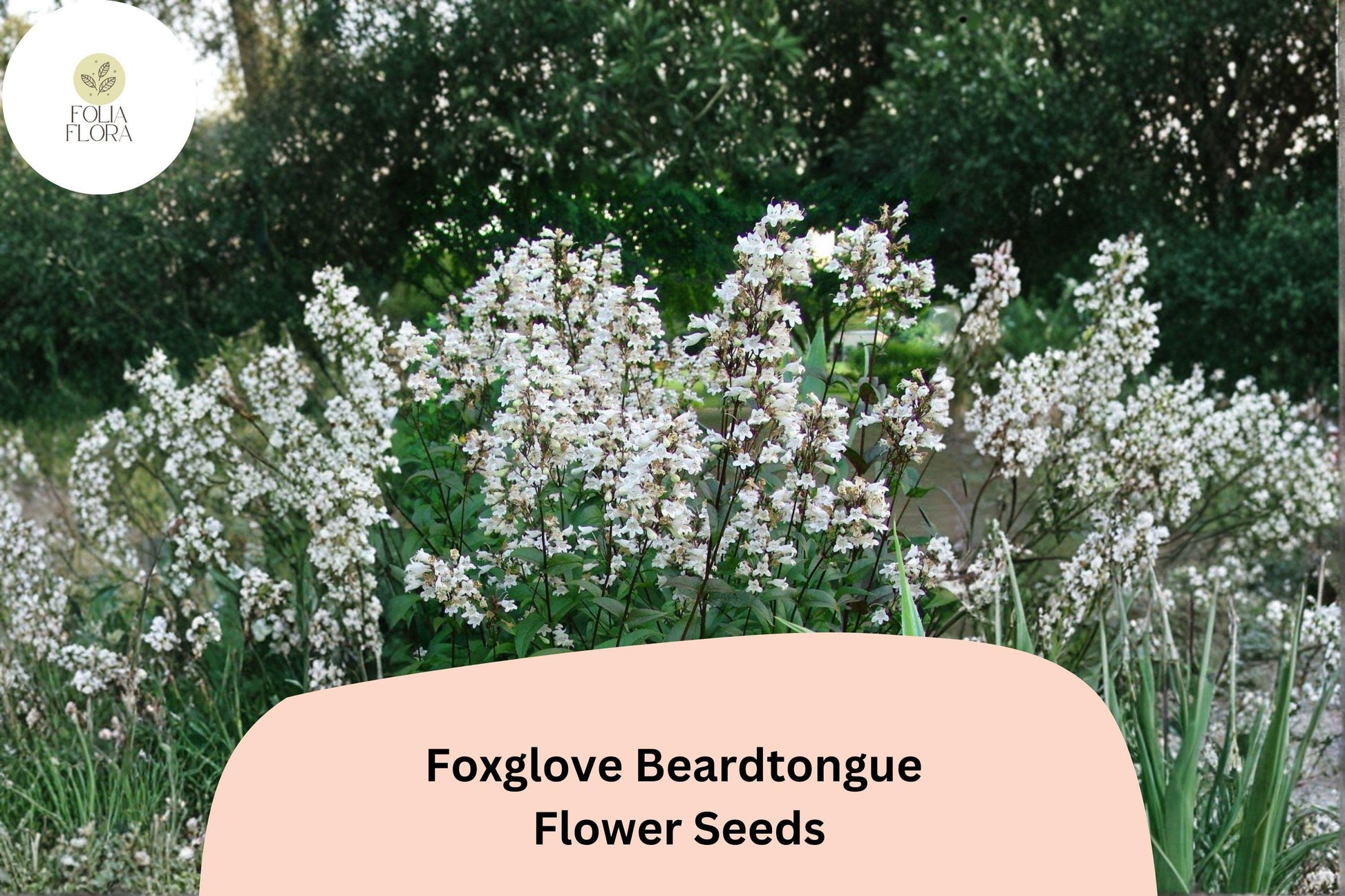 Foxglove Beardtongue Seeds - 100 Count - White Wildflower - Penstemon digitalis - Native Perennial for Pollinator Gardens