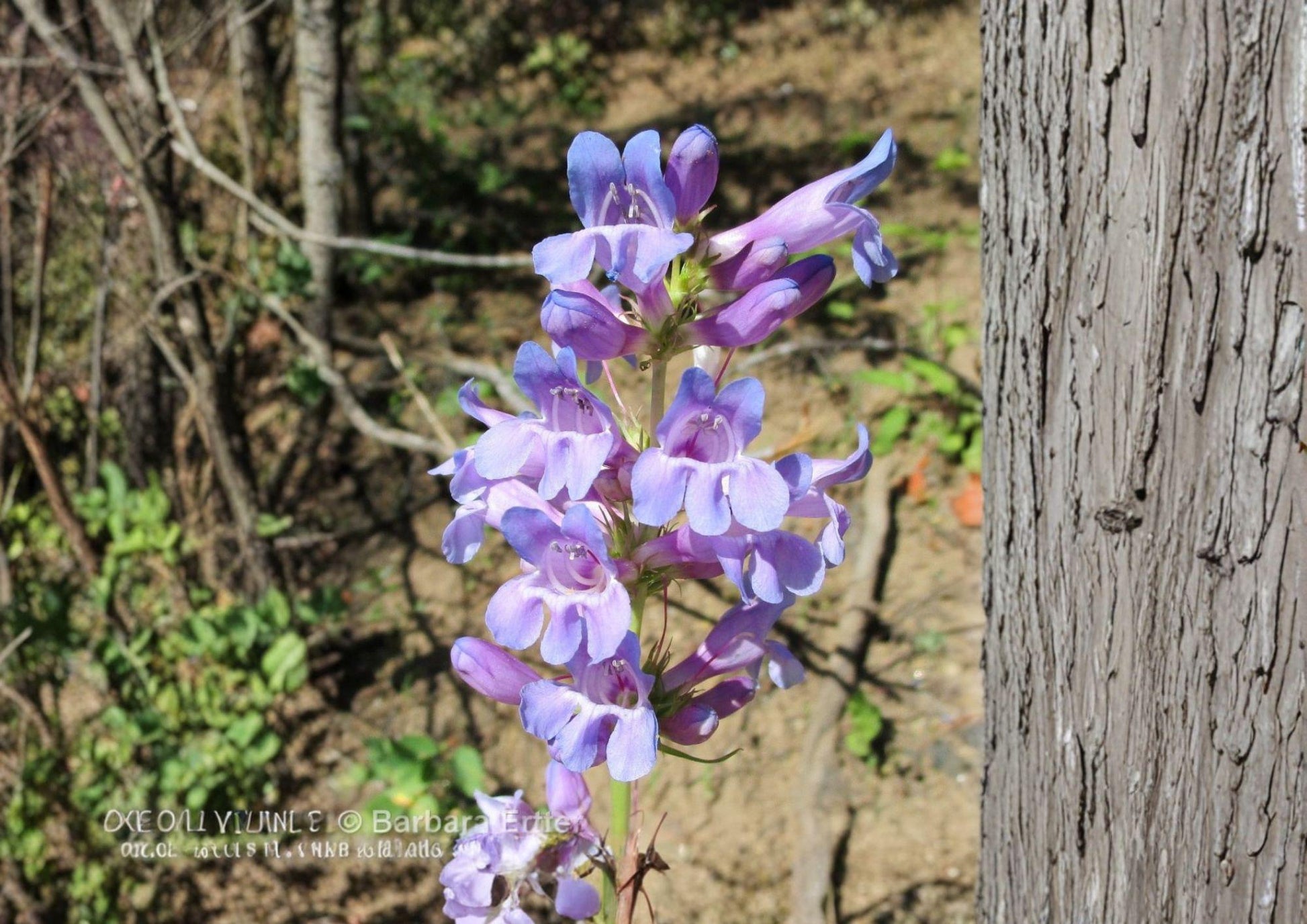 Penstemon Payettensis Seeds - 50 Rare Blue Purple Beardtongue Wildflower Seeds - Fresh Stock