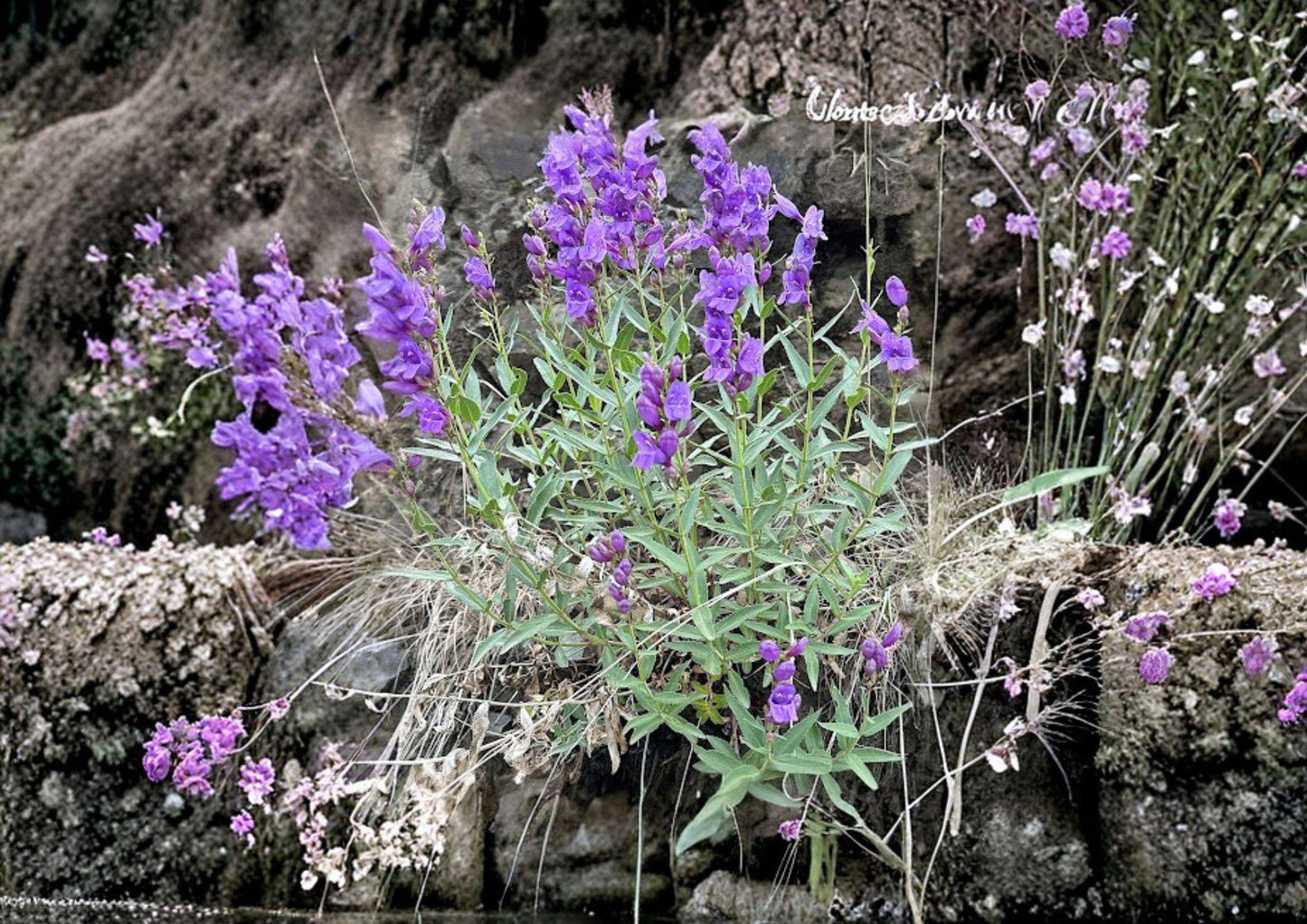 Penstemon Venustus Seeds - 50 Non-GMO Blue Purple Beardtongue Wildflower Seeds for Garden Blooms