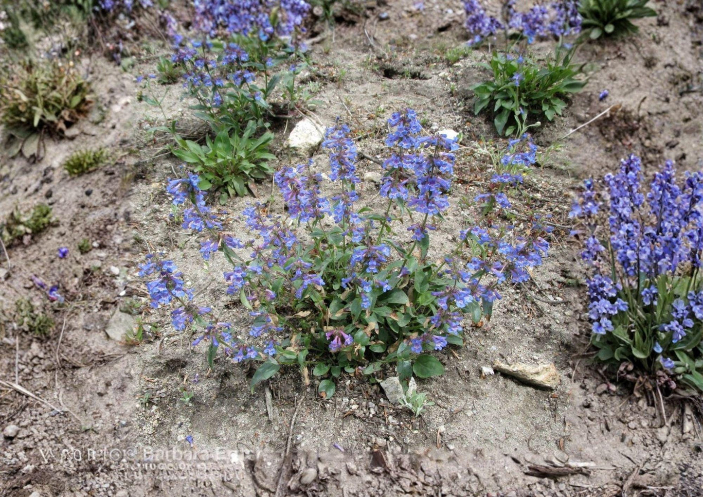 Penstemon Wilcoxii Seeds - 50 Pink Purple Beardtongue Wildflower Seeds - Fast Growing Native Garden Blooms