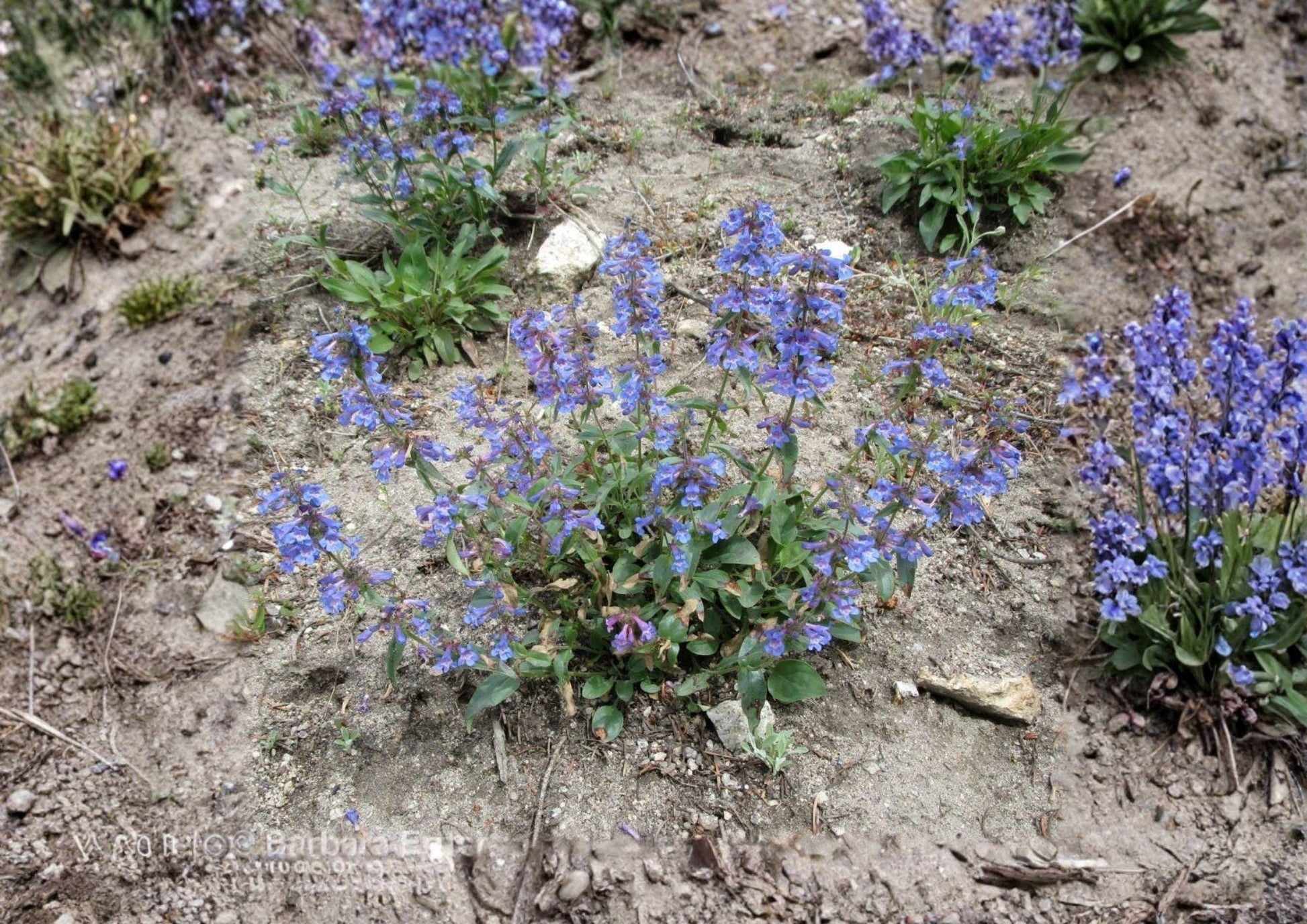 Penstemon Wilcoxii Seeds - 50 Pink Purple Beardtongue Wildflower Seeds - Fast Growing Native Garden Blooms