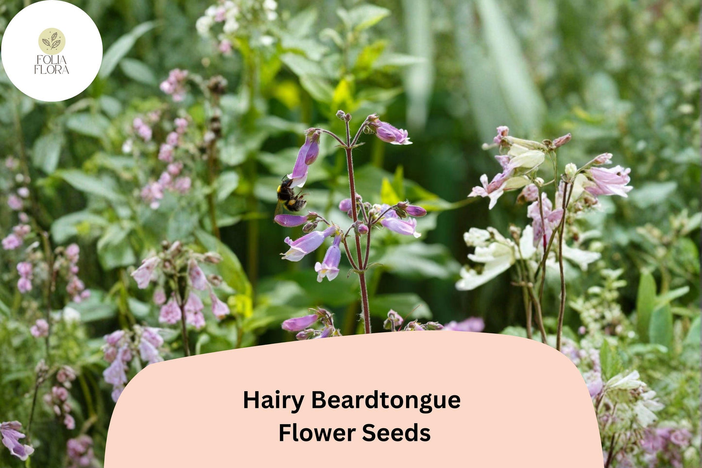Hairy Beardtongue Seeds – 100 Penstemon hirsutus – Purple Perennial Wildflower for Pollinator Gardens & Meadows