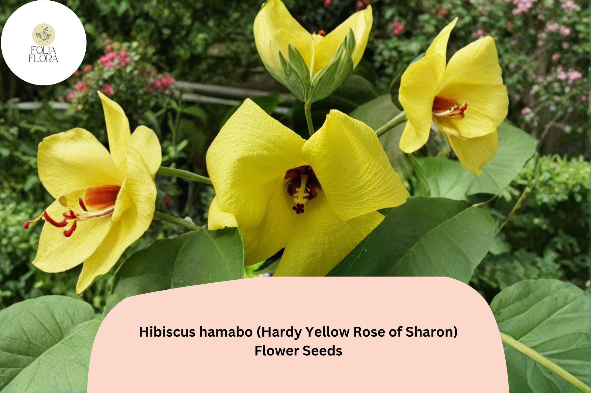 Hardy Yellow Rose of Sharon Seeds - 10 Hibiscus hamabo Ornamental Shrub Seeds for Unique Flowering Gardens
