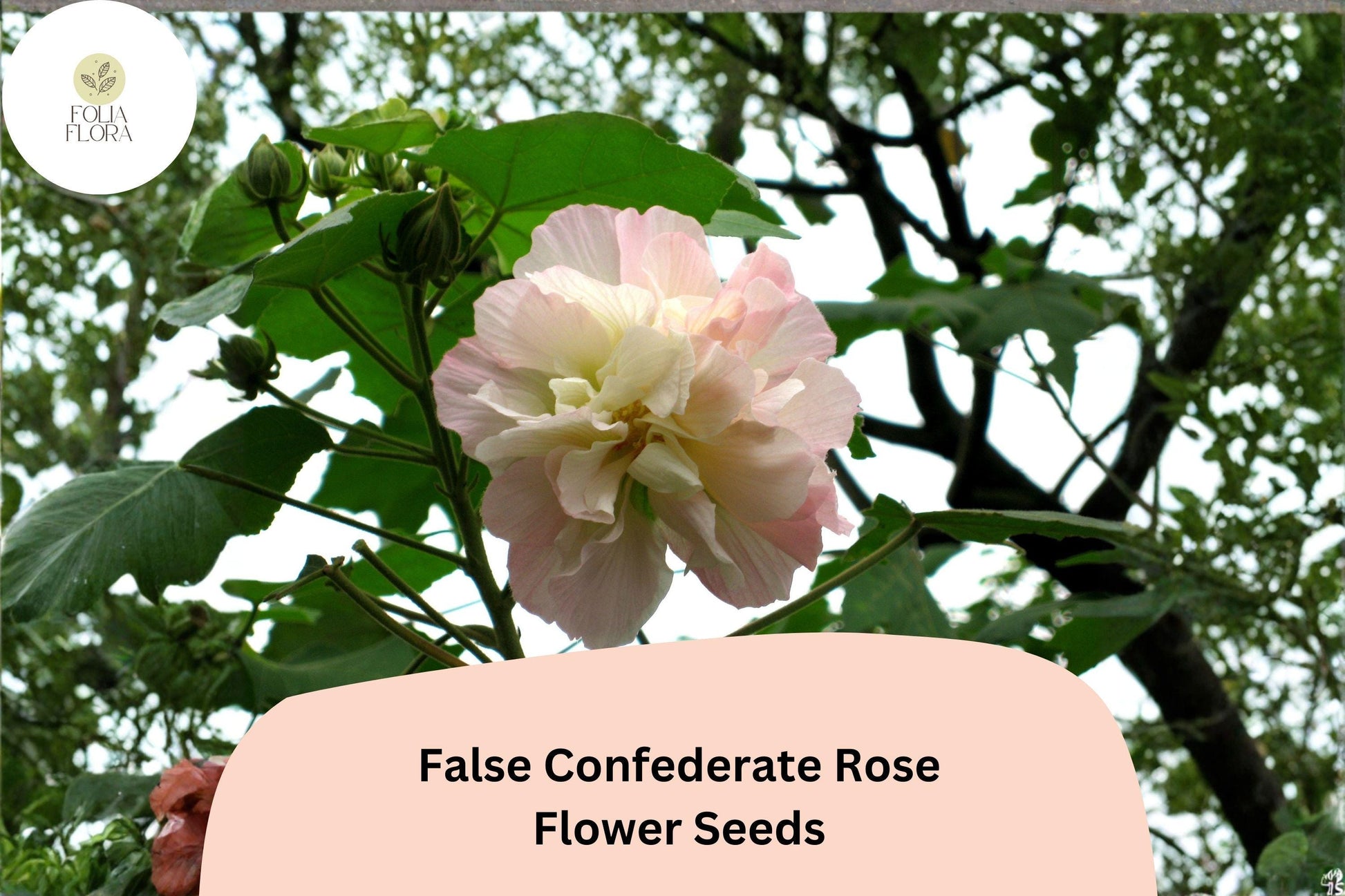 False Confederate Rose Seeds - 10 Hibiscus paramutabilis - Hardy Ornamental Shrub - Pink White Flowers for Garden