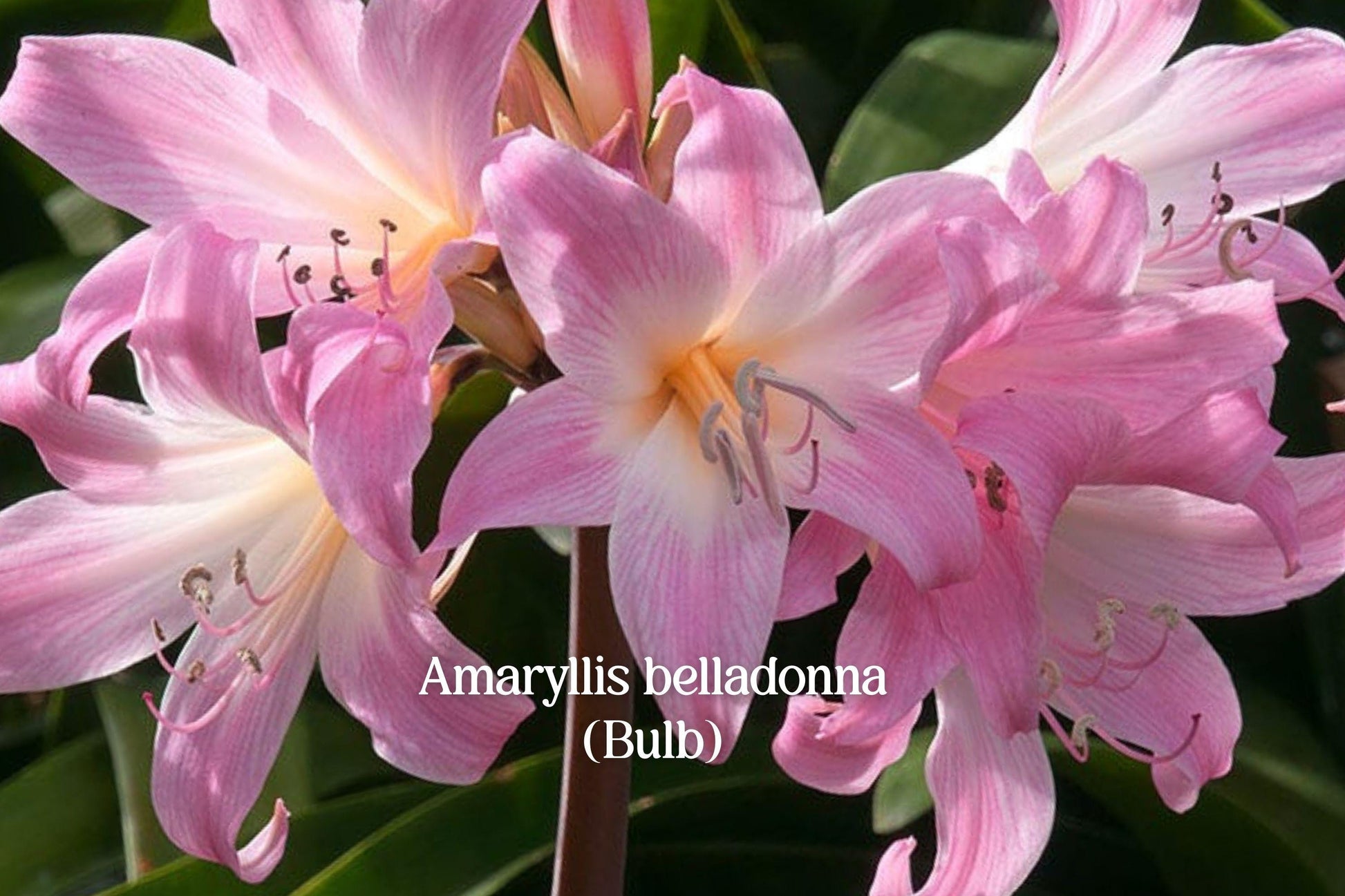 Pink Naked Lady Bulbs | 2 Live Bulbs | Fragrant Pink Lily | Amaryllis belladonna | Drought-Tolerant Perennial