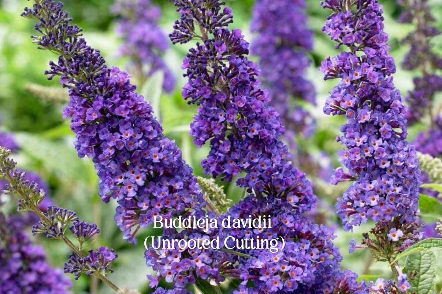 Purple Butterfly Bush Cuttings - 7 Live Buddleja davidii Cuttings for Pollinator Garden, Fragrant Purple Flowers