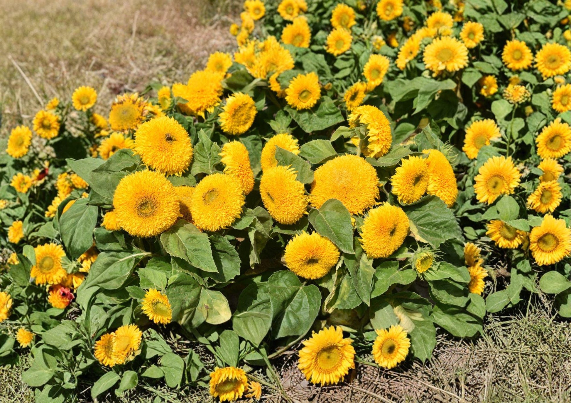 Teddy Bear Dwarf Sunflower Seeds – Double Golden Bloom Compact Garden Flowers – Helianthus annuus