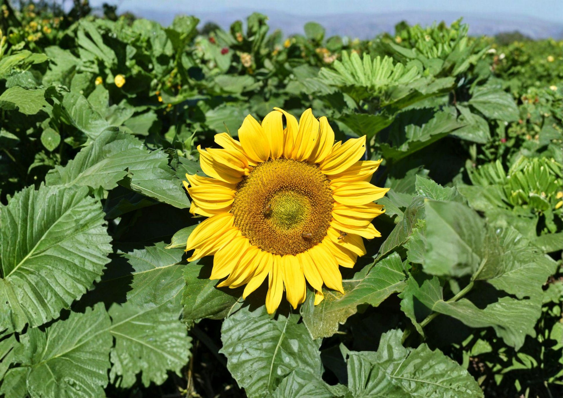 Dwarf Sunflower Seeds, 50 Giant Bloom Seeds, Sunspot Variety, Helianthus annuus