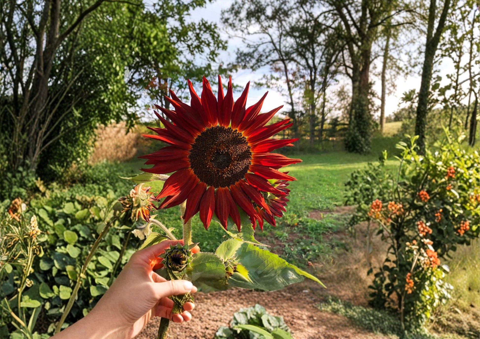 Velvet Queen Sunflower Seeds - Deep Red Bronze Blooms - 50 Easy to Grow Seeds - Helianthus annuus