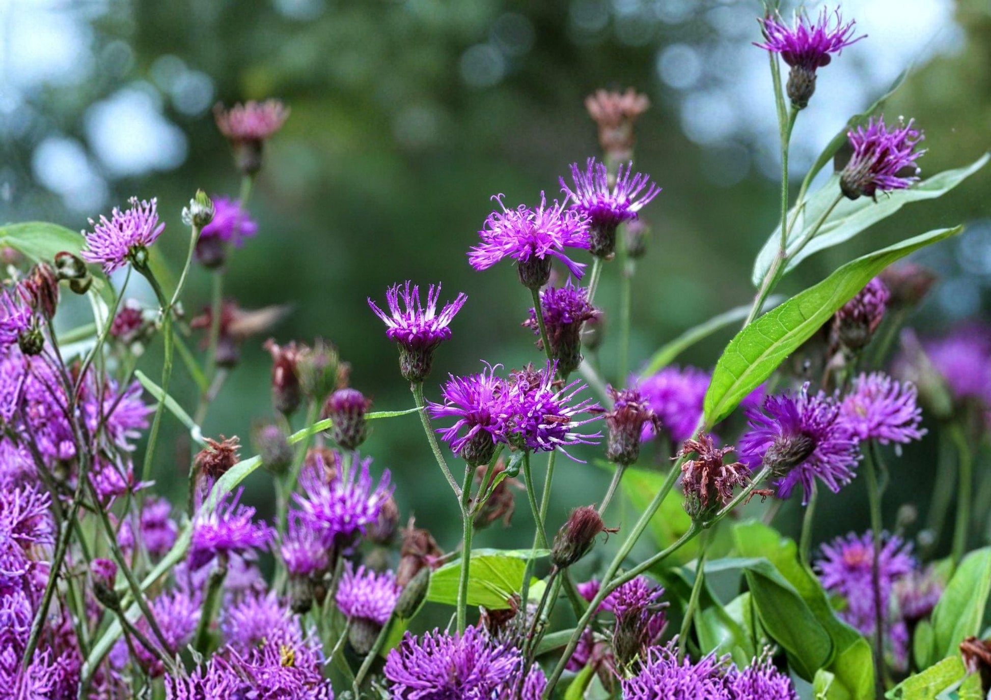 New York Ironweed Seeds - 100 Purple Wildflower Garden Blooms - Vernonia noveboracensis