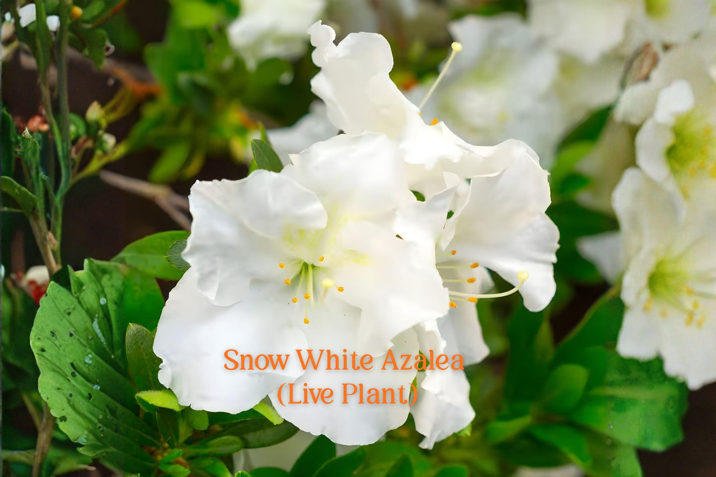 Snow White Azalea Live Plant - Rhododendron Azalea ‘Snow White’ - Evergreen Flowering Shrub - 6 Inches Tall
