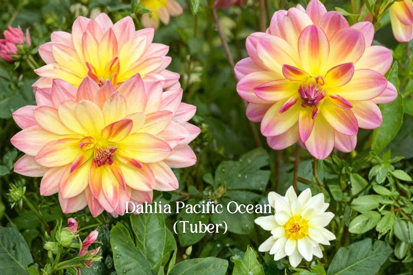 Dahlia Tuber - 1 Live Tuber - Pink Yellow Bicolor - Dahlia ‘Pacific Ocean’ - Perennial Flowering Tuber