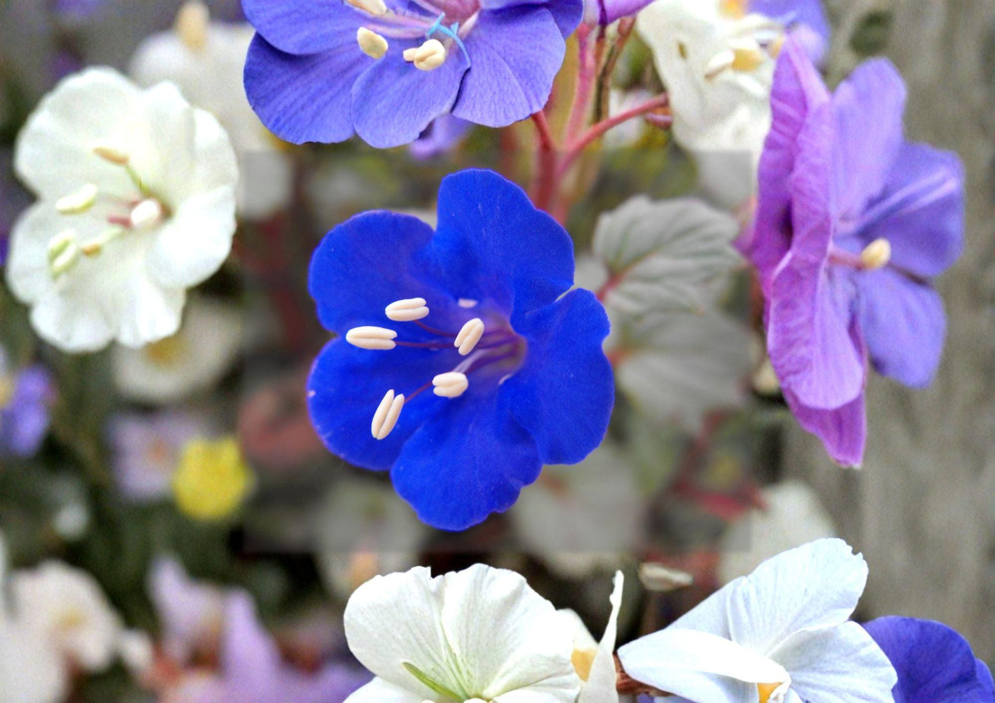 California Bluebells Seeds – 100 Desert Wildflower Seeds for Vibrant Blue Blooms – Phacelia Campanularia