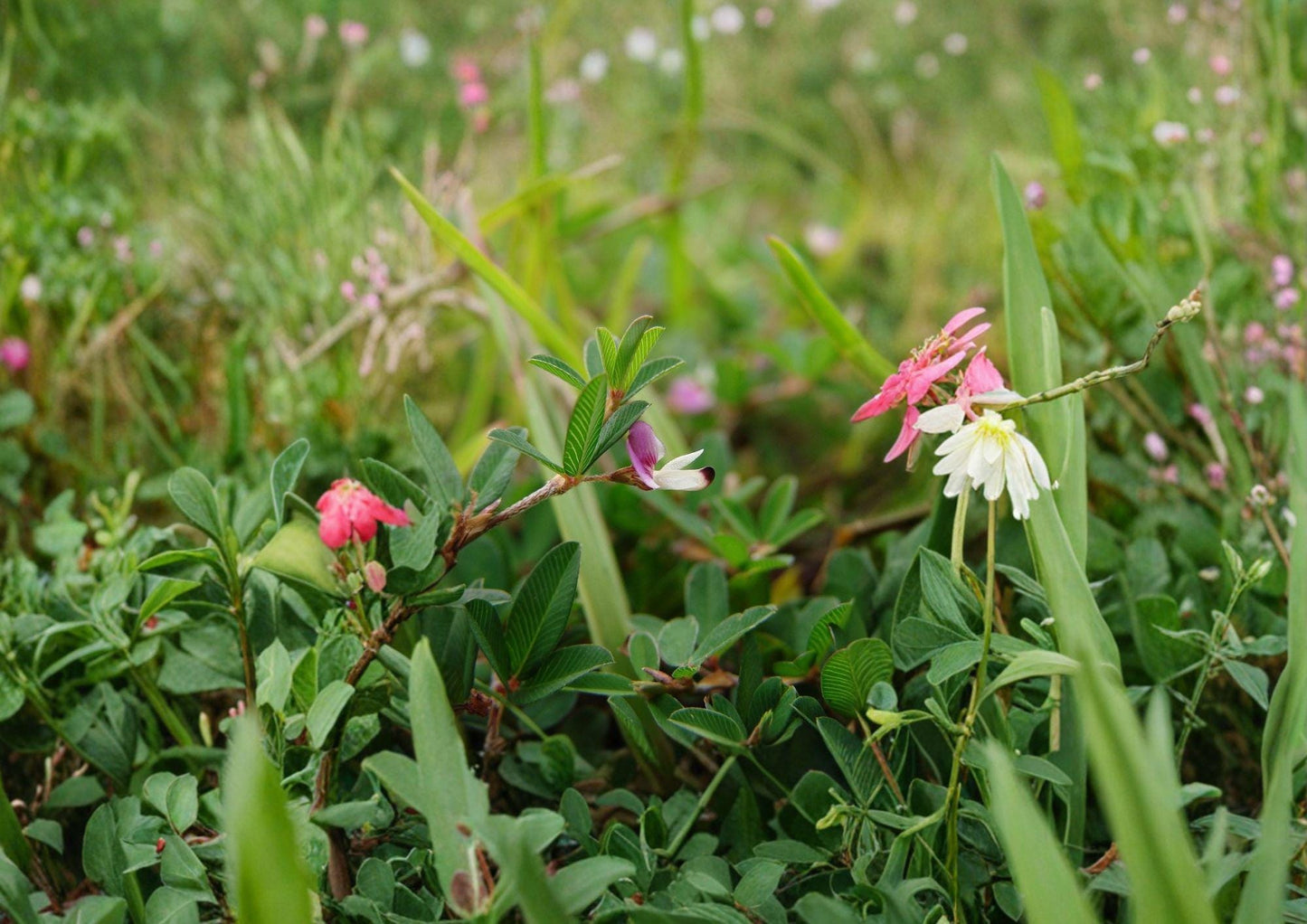 Korean Lespedeza Seeds - 100 Hardy Clover-like Flower Seeds for Groundcover - Kummerowia stipulacea, Fast Growing