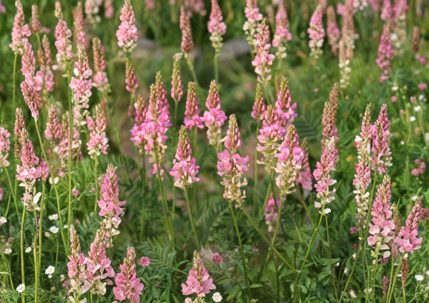 Sainfoin Seeds - 100 Nitrogen Fixing Pink Flower Seeds - Onobrychis Viciifolia for Meadow Growing - Fresh Stock
