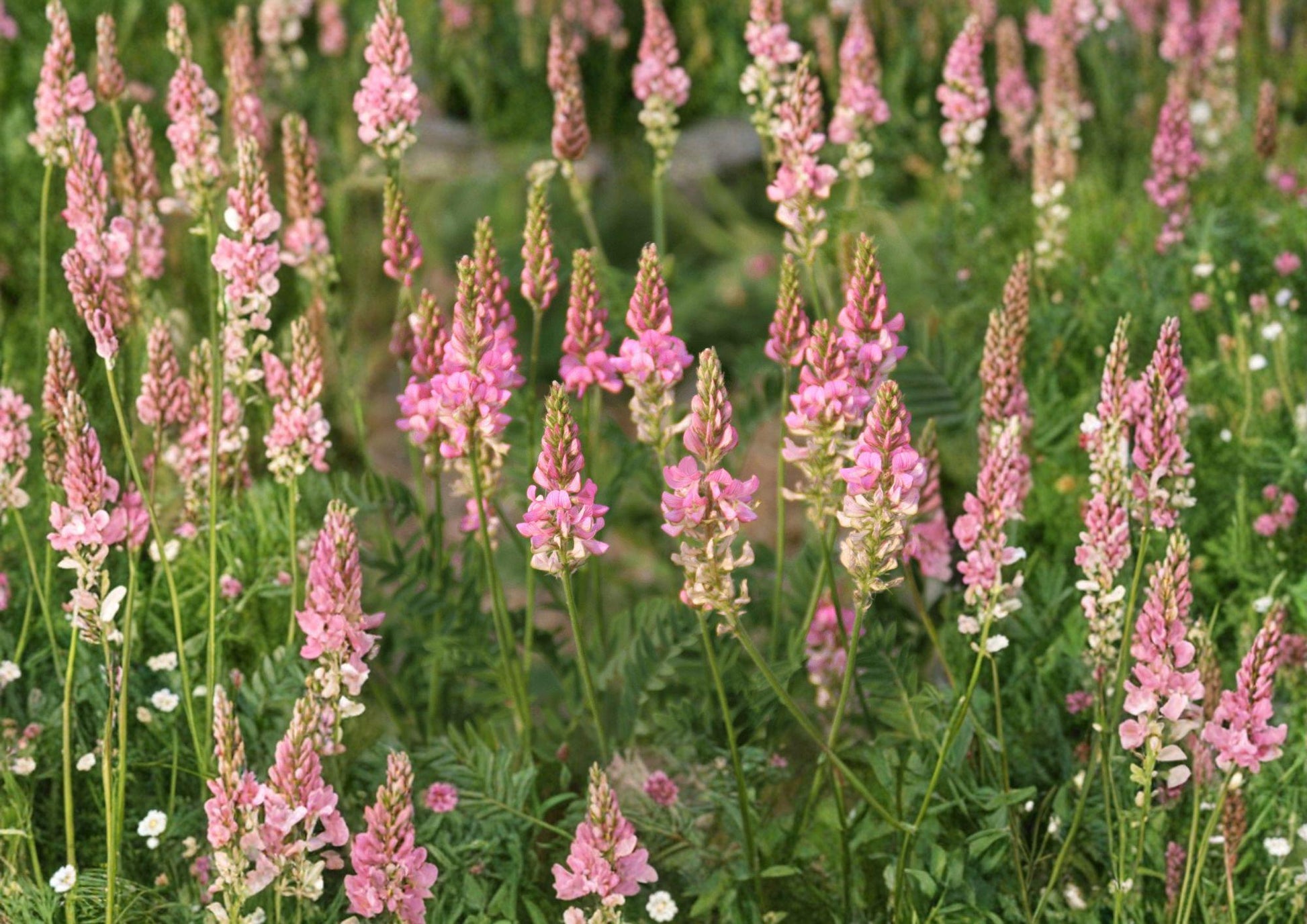 Sainfoin Seeds - 100 Nitrogen Fixing Pink Flower Seeds - Onobrychis Viciifolia for Meadow Growing - Fresh Stock