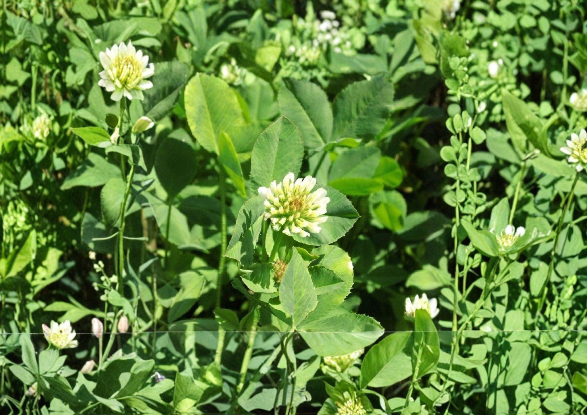 Berseem Clover Seeds - Egyptian Nitrogen Fixing Cover Crop - 100 Seeds - Trifolium alexandrinum
