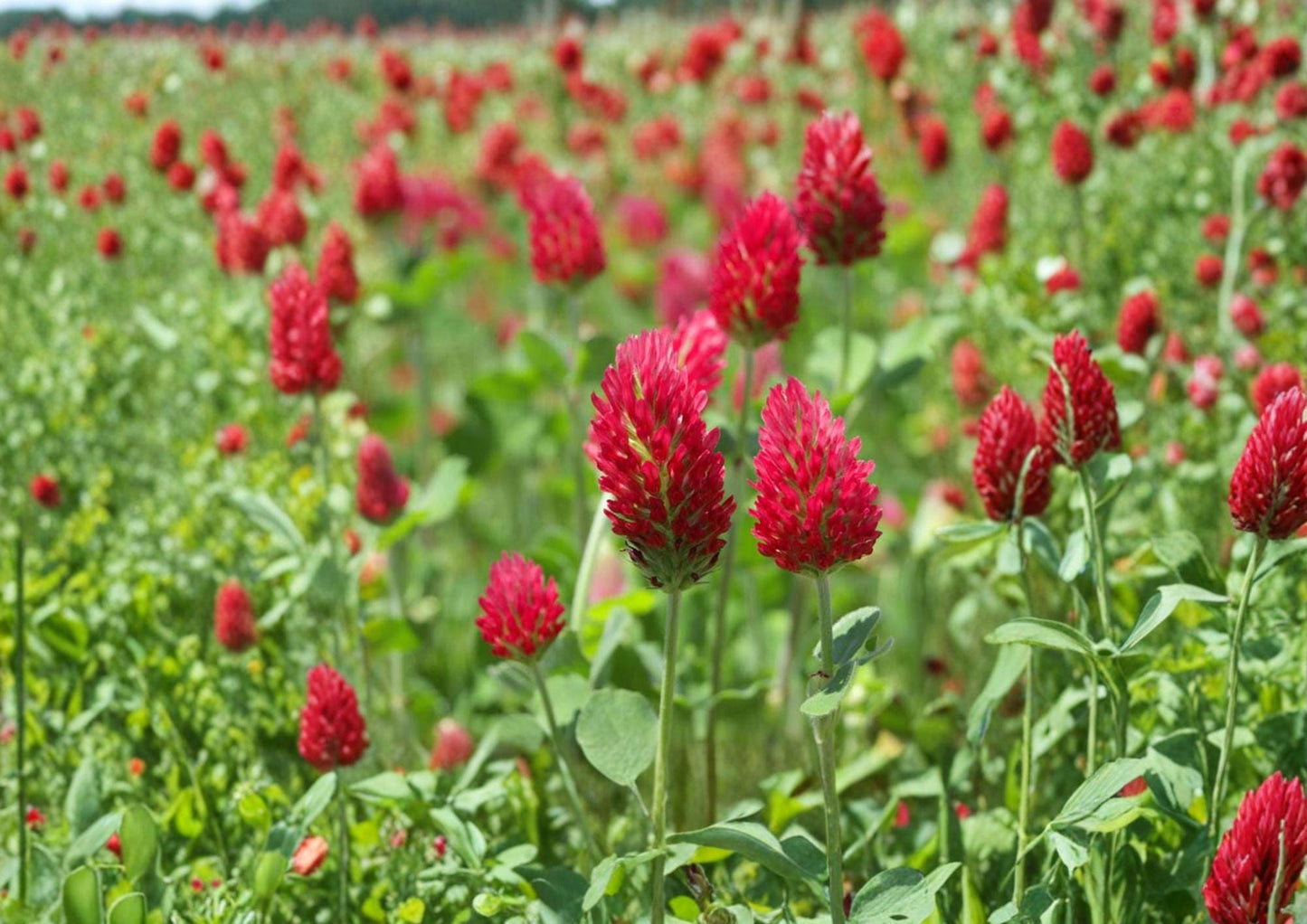 Crimson Clover Seeds - 100 Count Red Flower Cover Crop, Nitrogen Fixing Plant (Trifolium incarnatum)