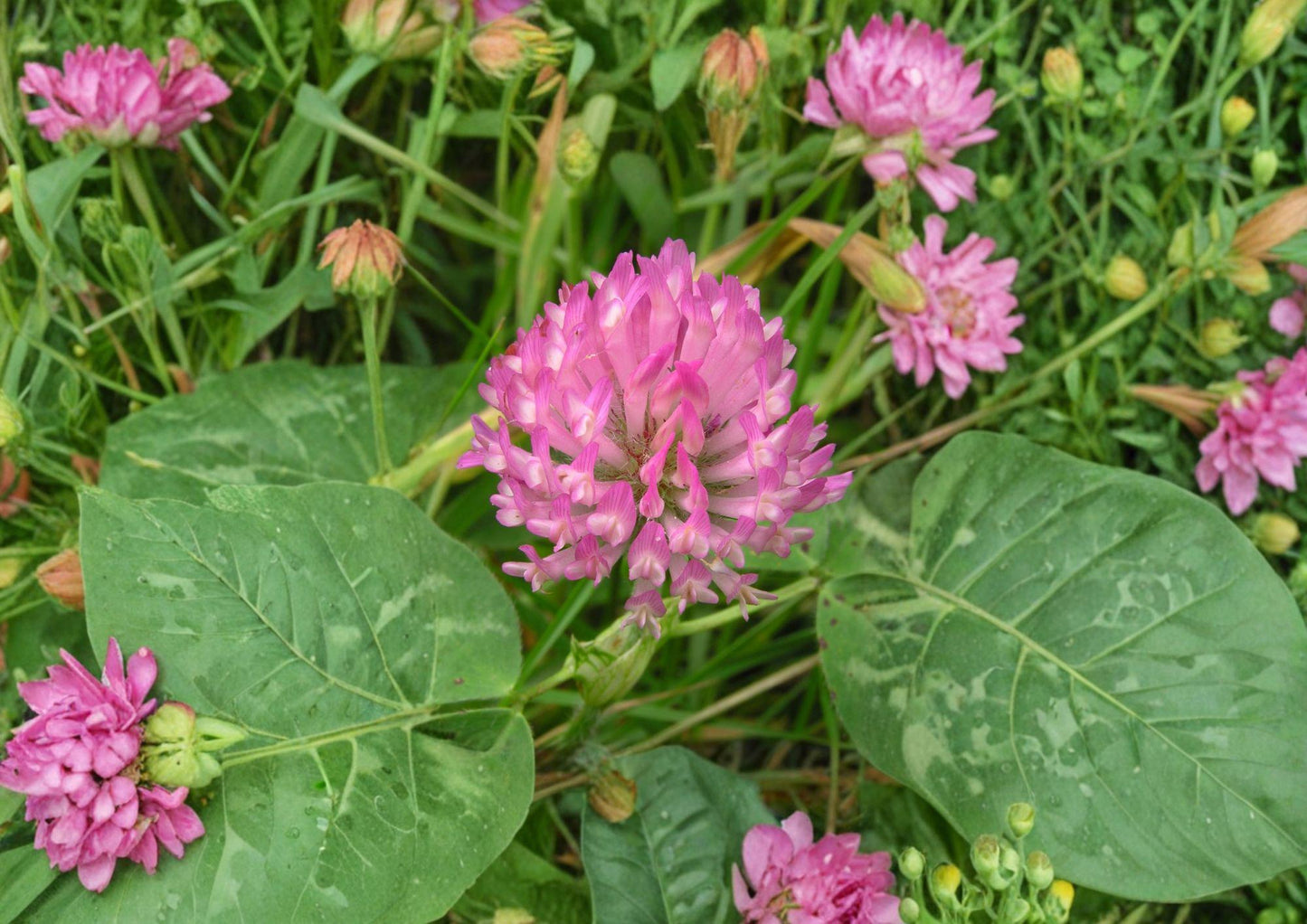Red Clover Seeds - 100 Seeds, Pink Purple Flower, Nitrogen Fixing Cover Crop, Trifolium pratense