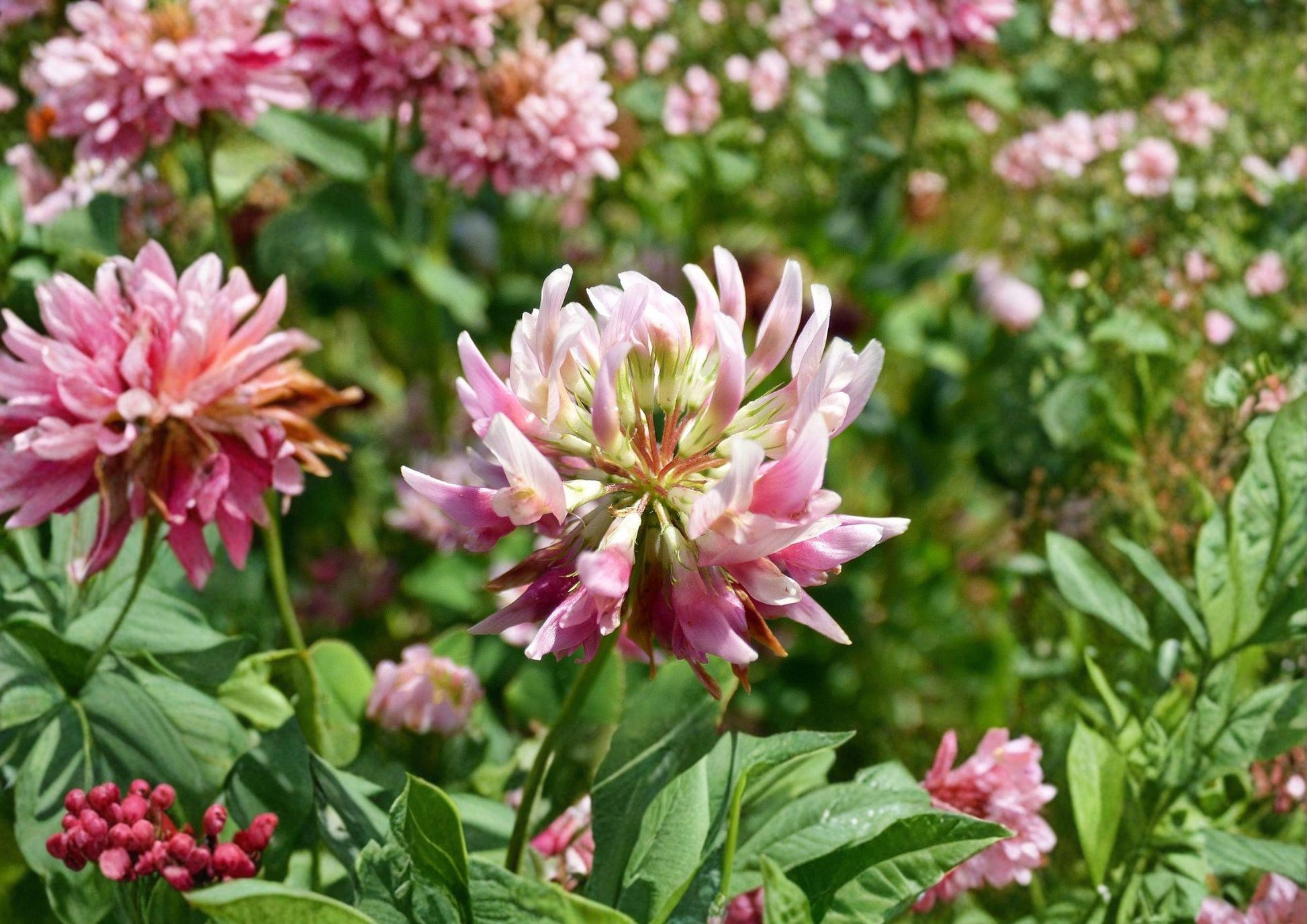 Alsike Clover Seeds - 100 Seeds - Pink White Nitrogen Fixing Cover Crop - Trifolium hybridum
