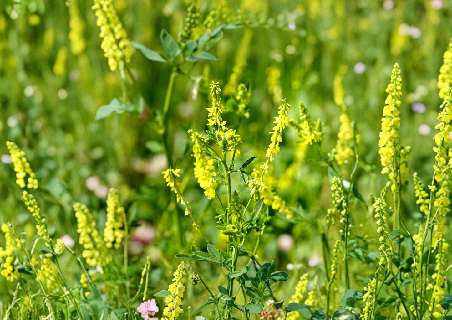 Yellow Blossom Sweet Clover Seeds - Non-GMO Fragrant Cover Crop, Nitrogen Fixing, Pollinator Friendly (Melilotus officinalis)