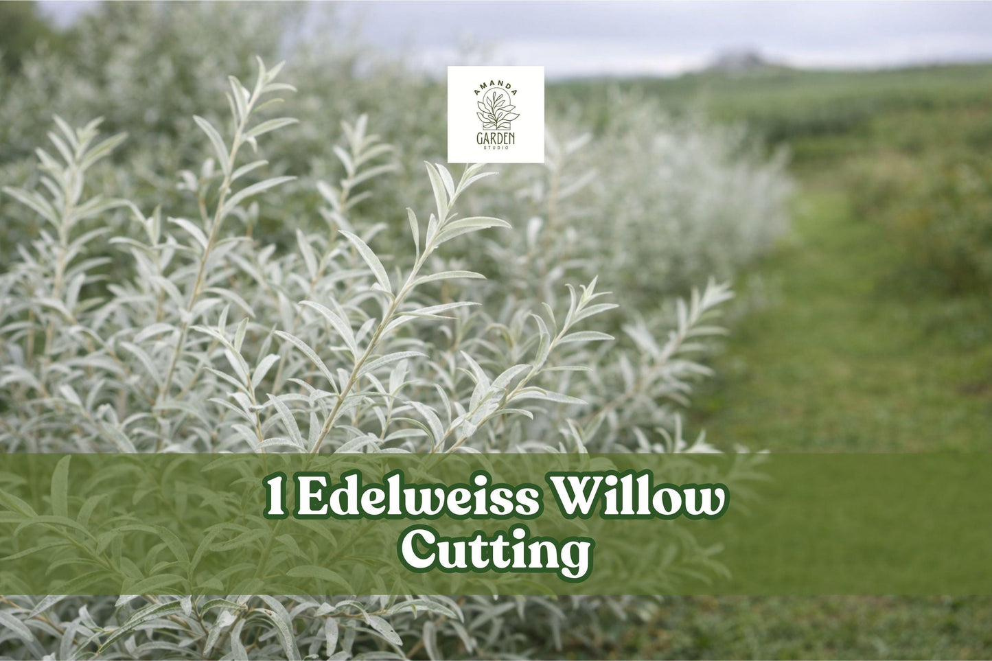Edelweiss Willow Cutting – Variegated Salix Plant – Ornamental Shrub Cutting for Hedges & Borders – Salix Species