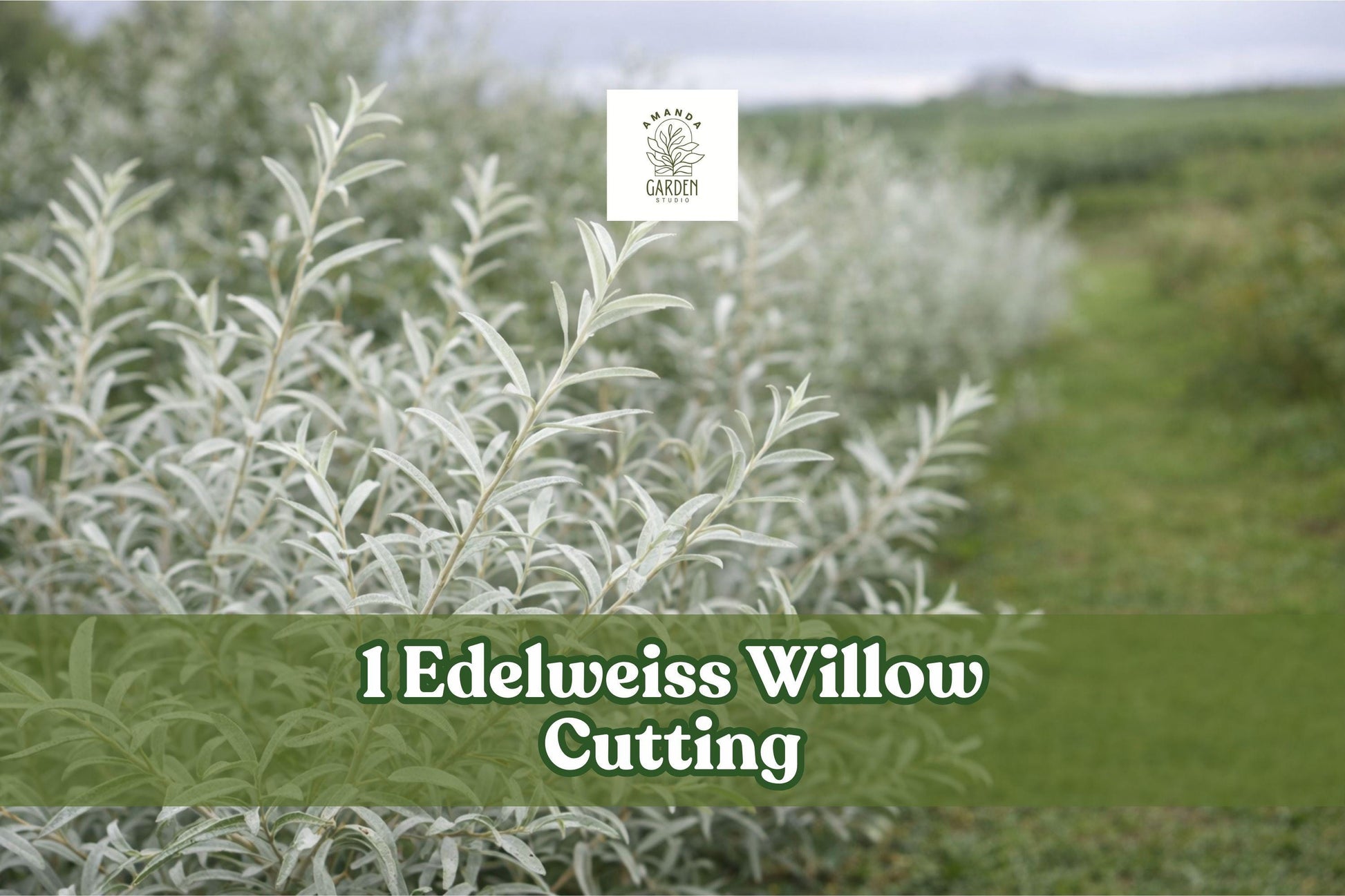 Edelweiss Willow Cutting – Variegated Salix Plant – Ornamental Shrub Cutting for Hedges & Borders – Salix Species