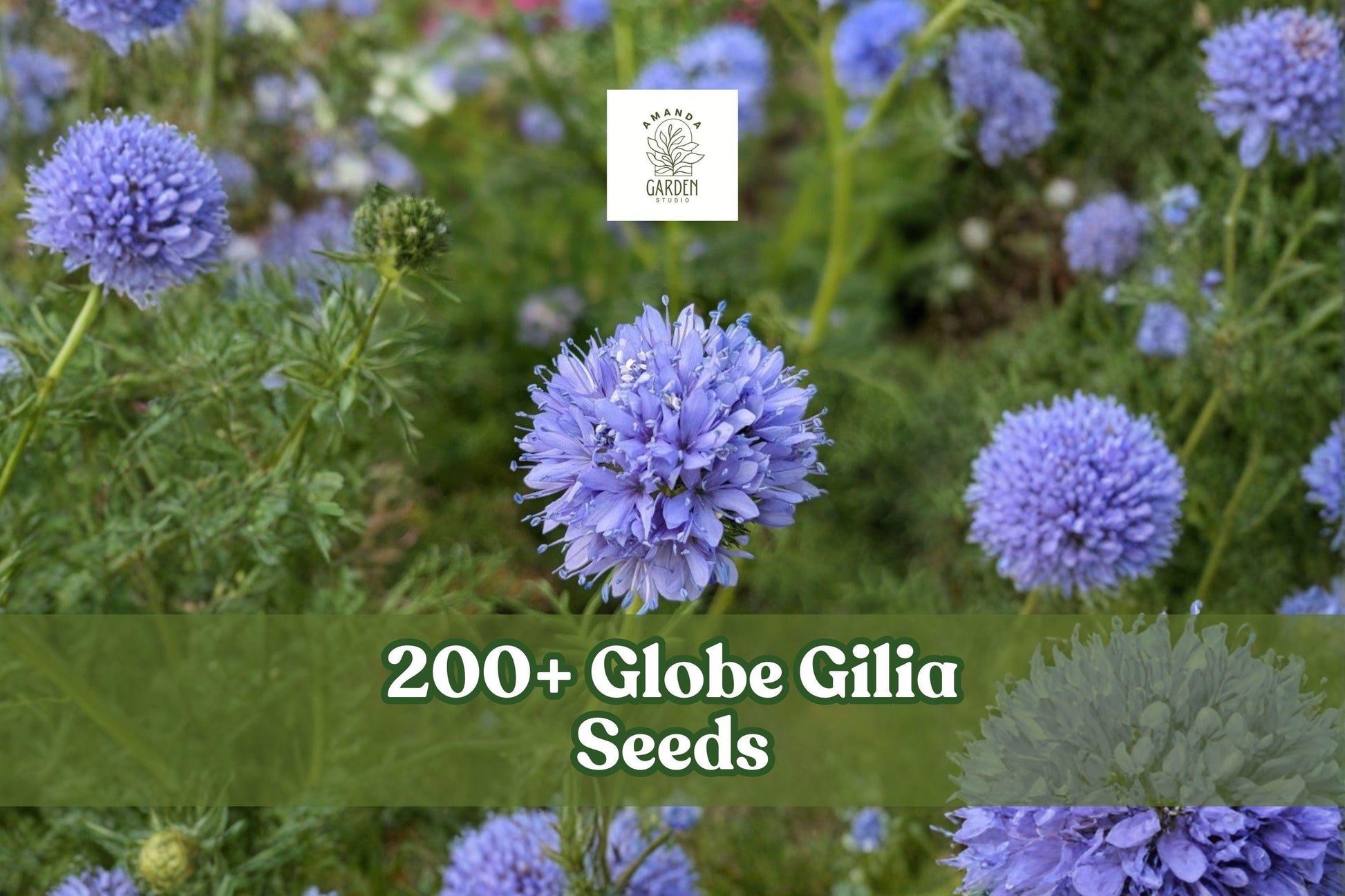 Globe Gilia Seeds - 200+ Blue Wildflower Seeds - Gilia capitata - Easy to Grow Annual for Wildflower Gardens and Borders