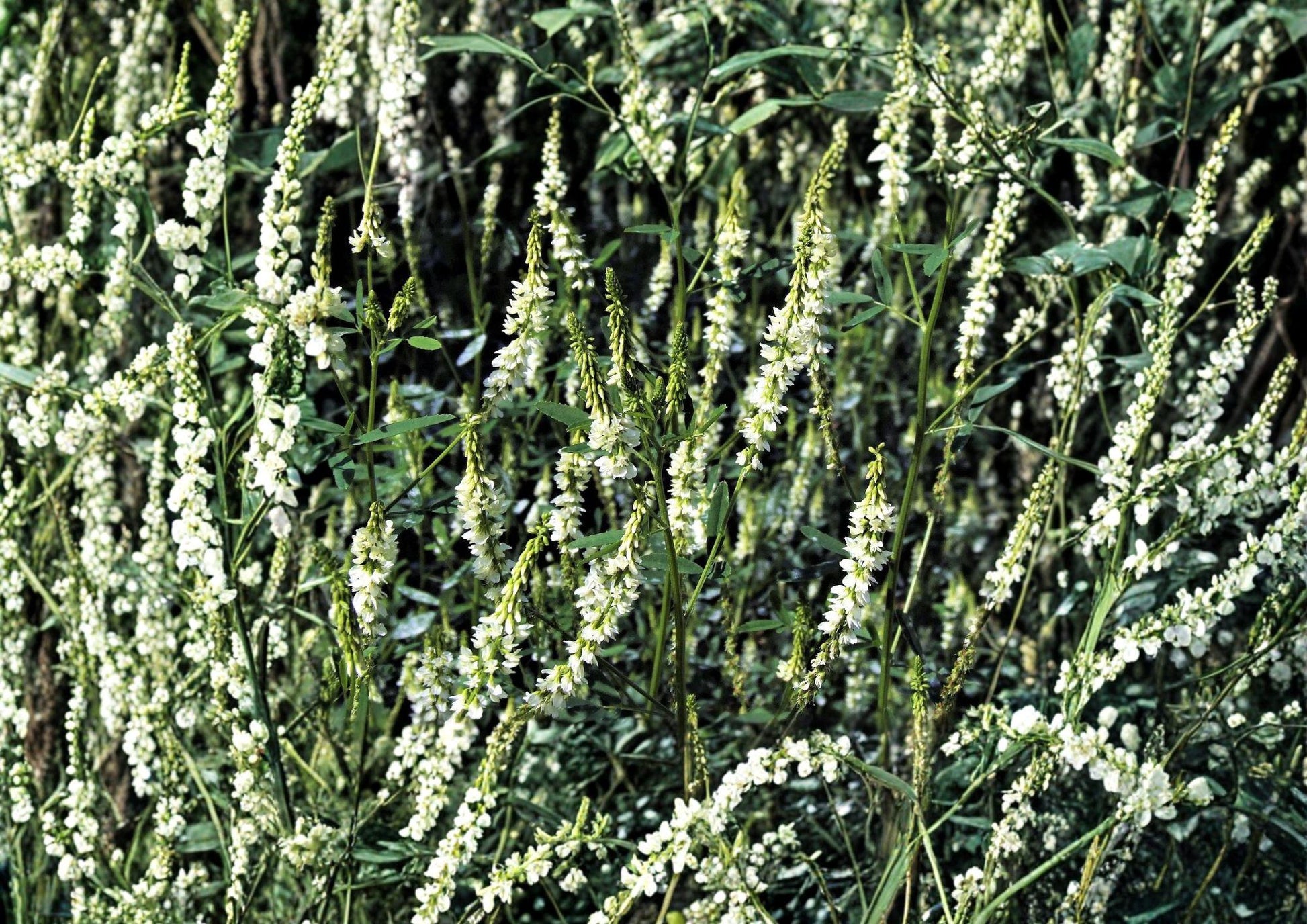 White Sweet Clover Seeds – Fast Growing Fragrant Cover Crop for Meadows – Melilotus alba
