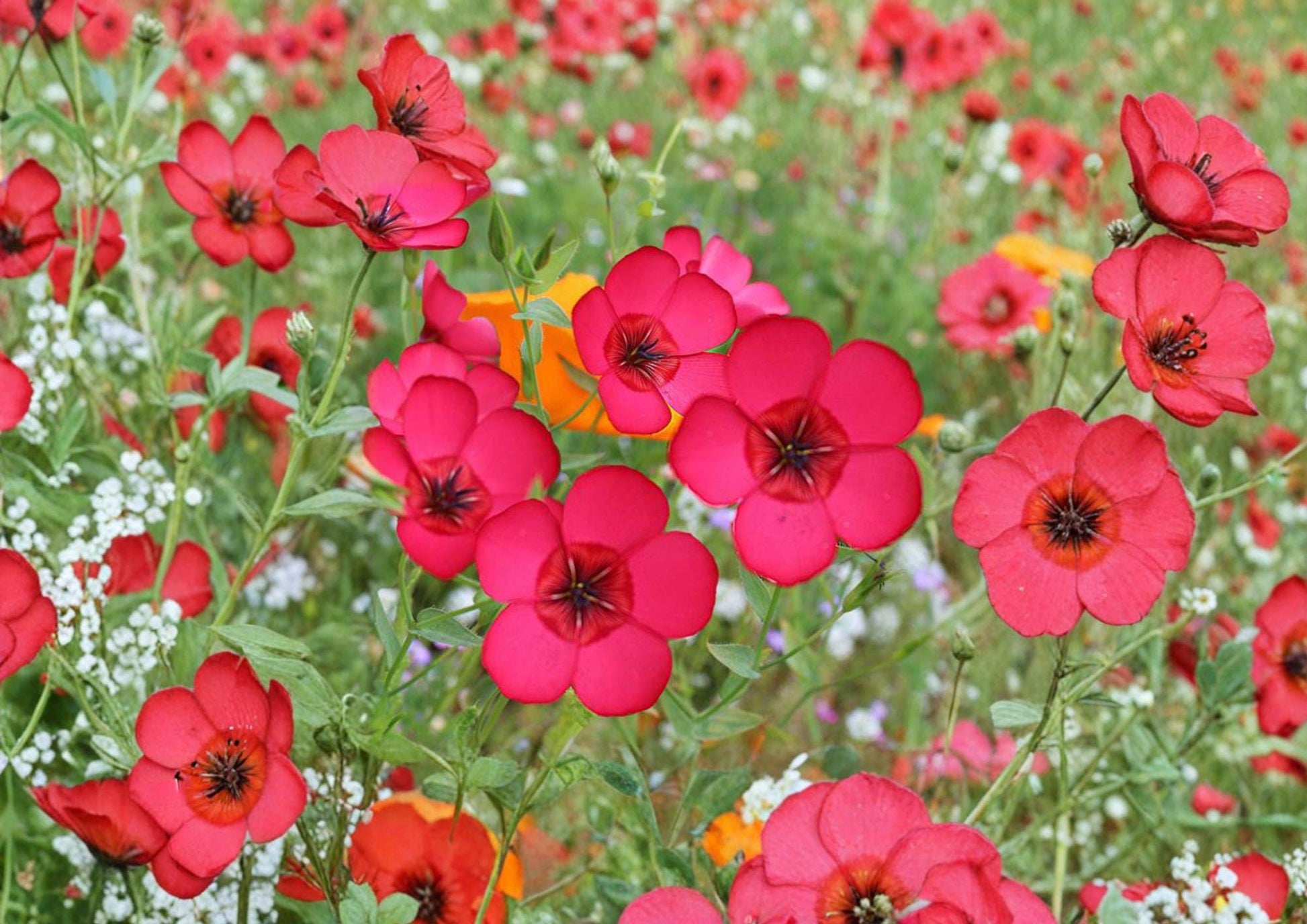 Scarlet Flax Seeds 100 Count - Brilliant Red Annual Flower Garden Blooms - Linum usitatissimum